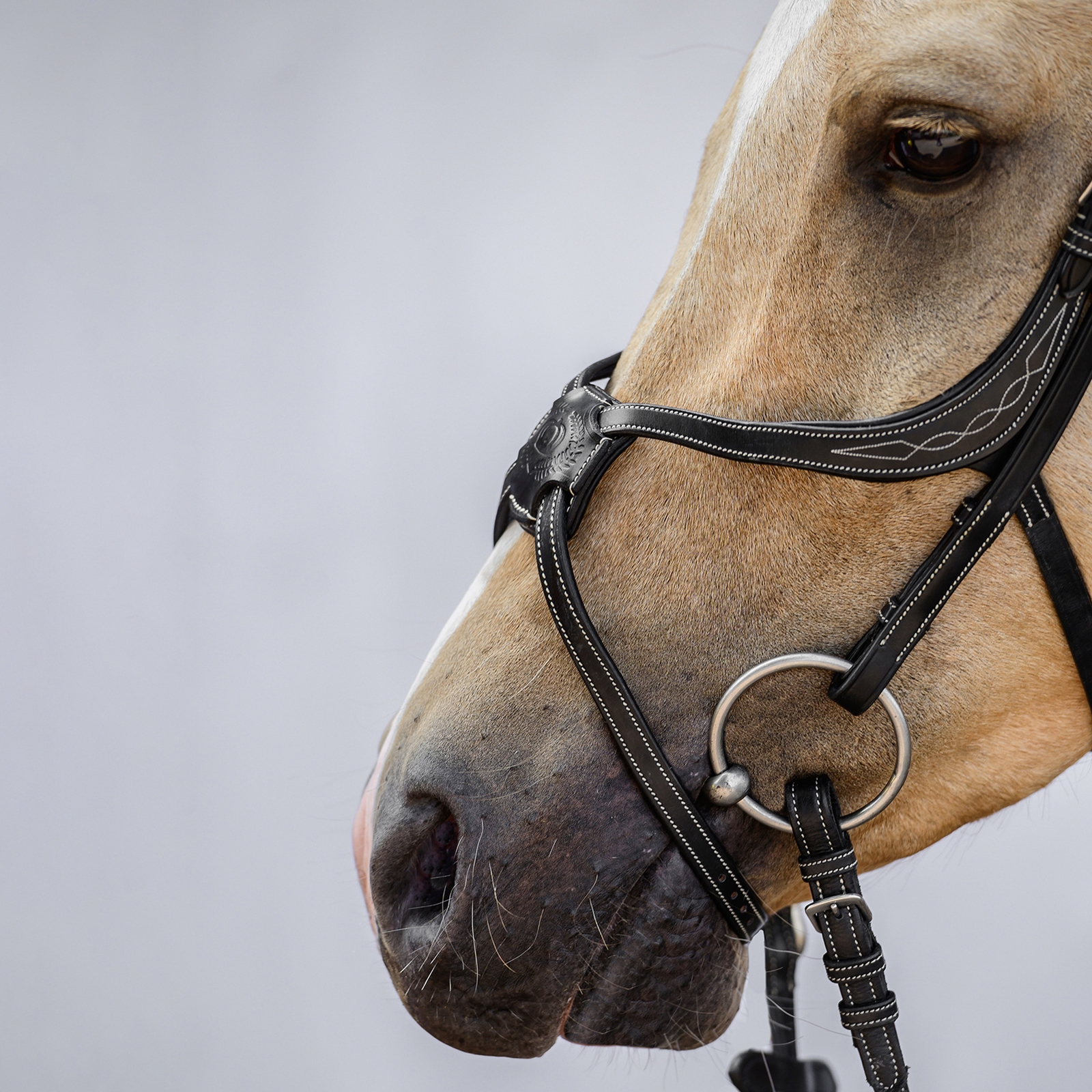 PS of Sweden Athens Mexikanische Trense