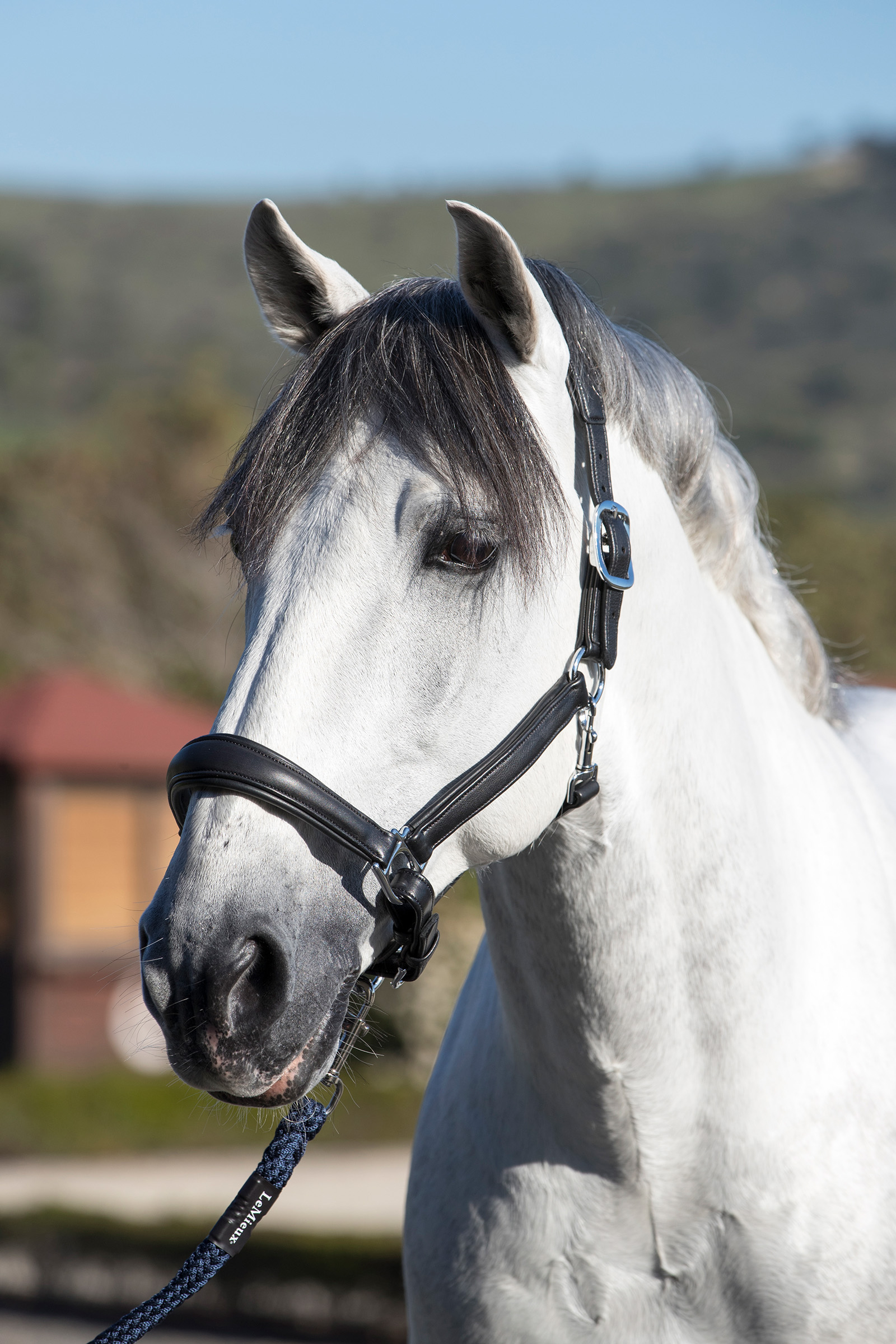 LeMieux Anatomisches Lederhalfter