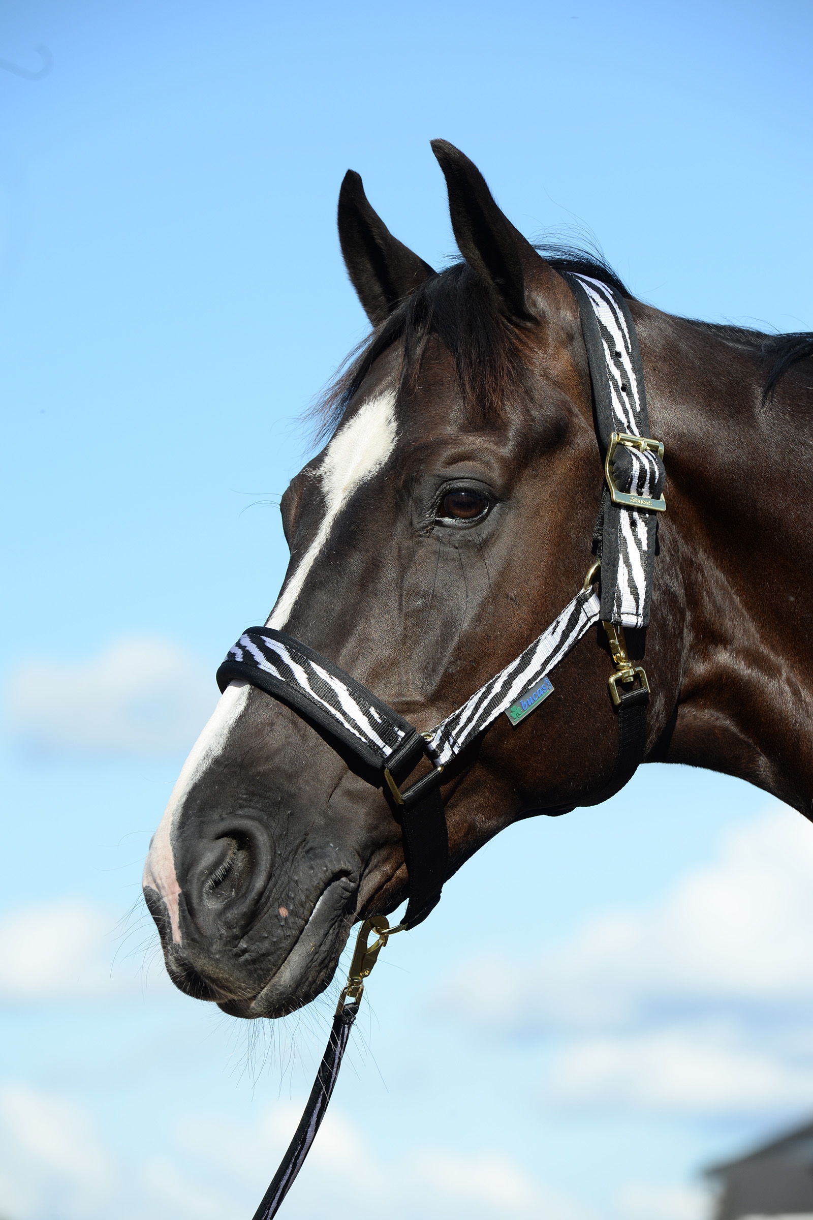 Bucas Comfort Halfter