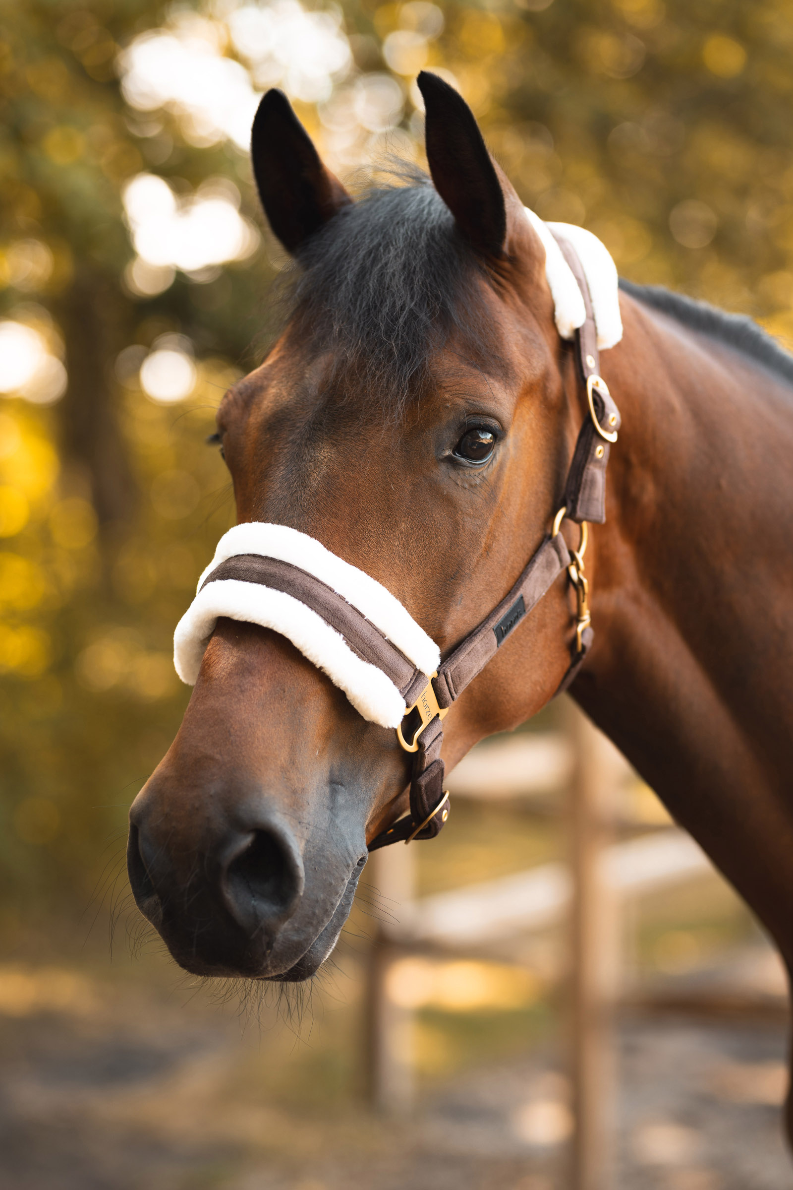 Horze St. Moritz Halfter