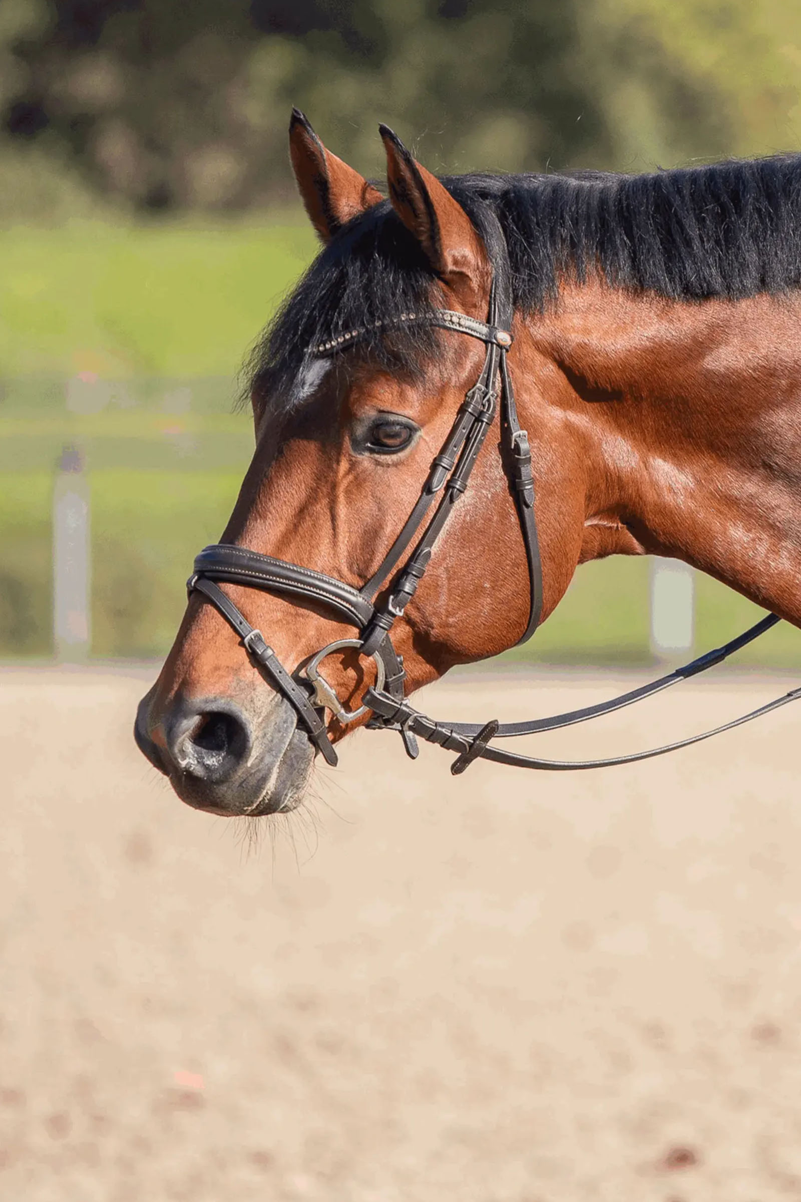 Sprenger Novocontact Olivenkopfgebiss 14mm Einfach Gebrochen Sensogan Mit D-F&ouml;rmigen Ringen
