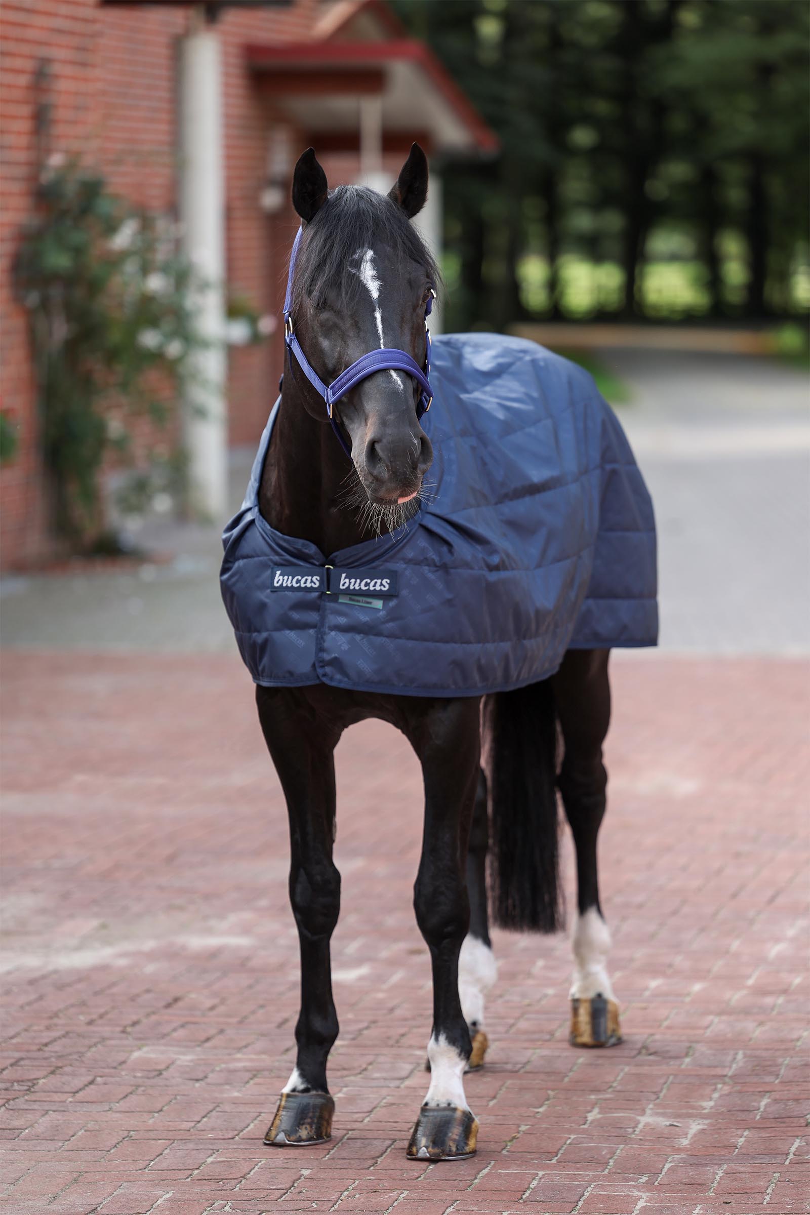 Bucas Unterdecke, 200 g