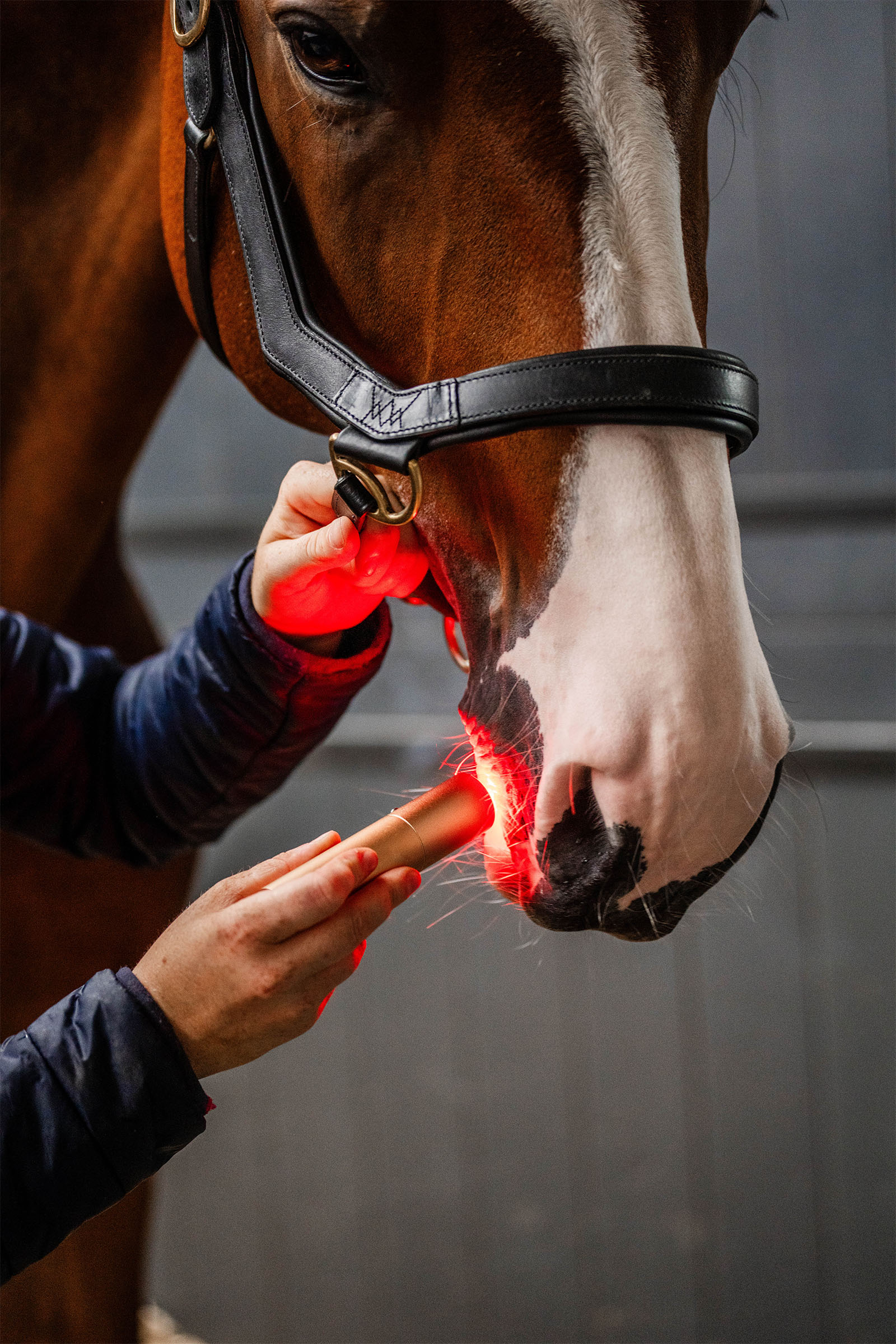 Horseware LED-Rotlicht-Therapie Stab