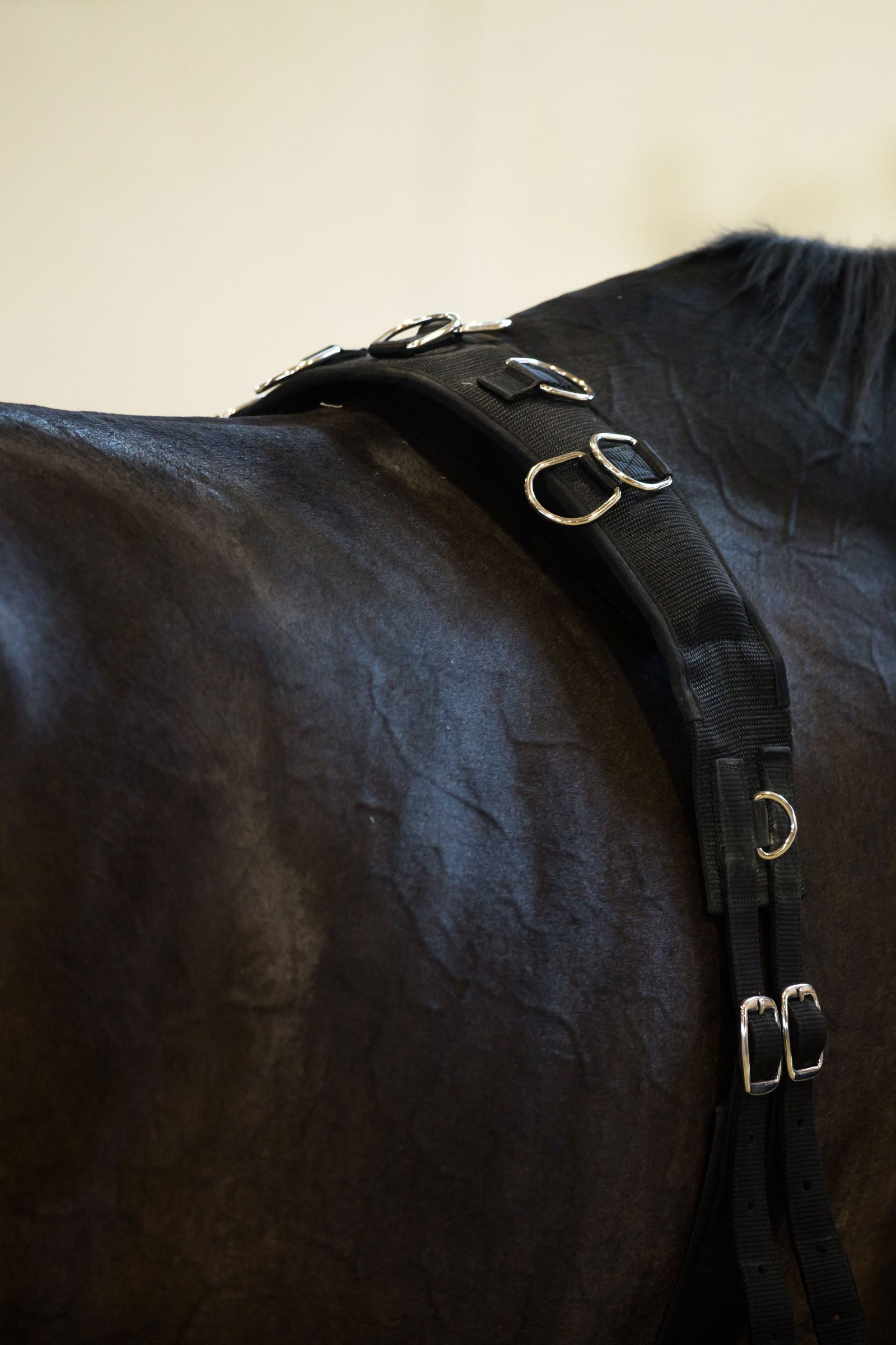 Horze Longiergurt, Nylon