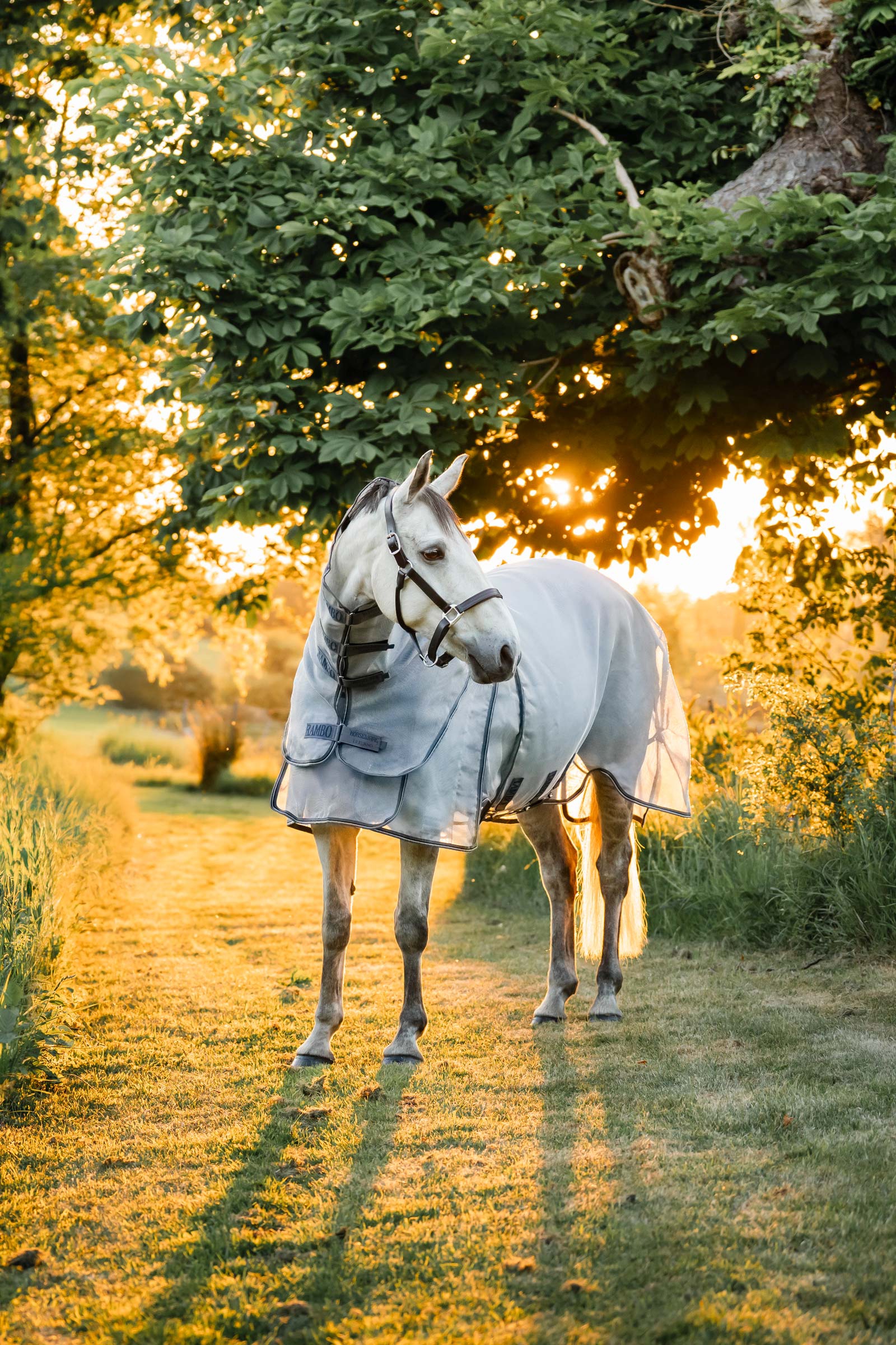 Horseware Rambo Optimo Protector Plus Weidedecke