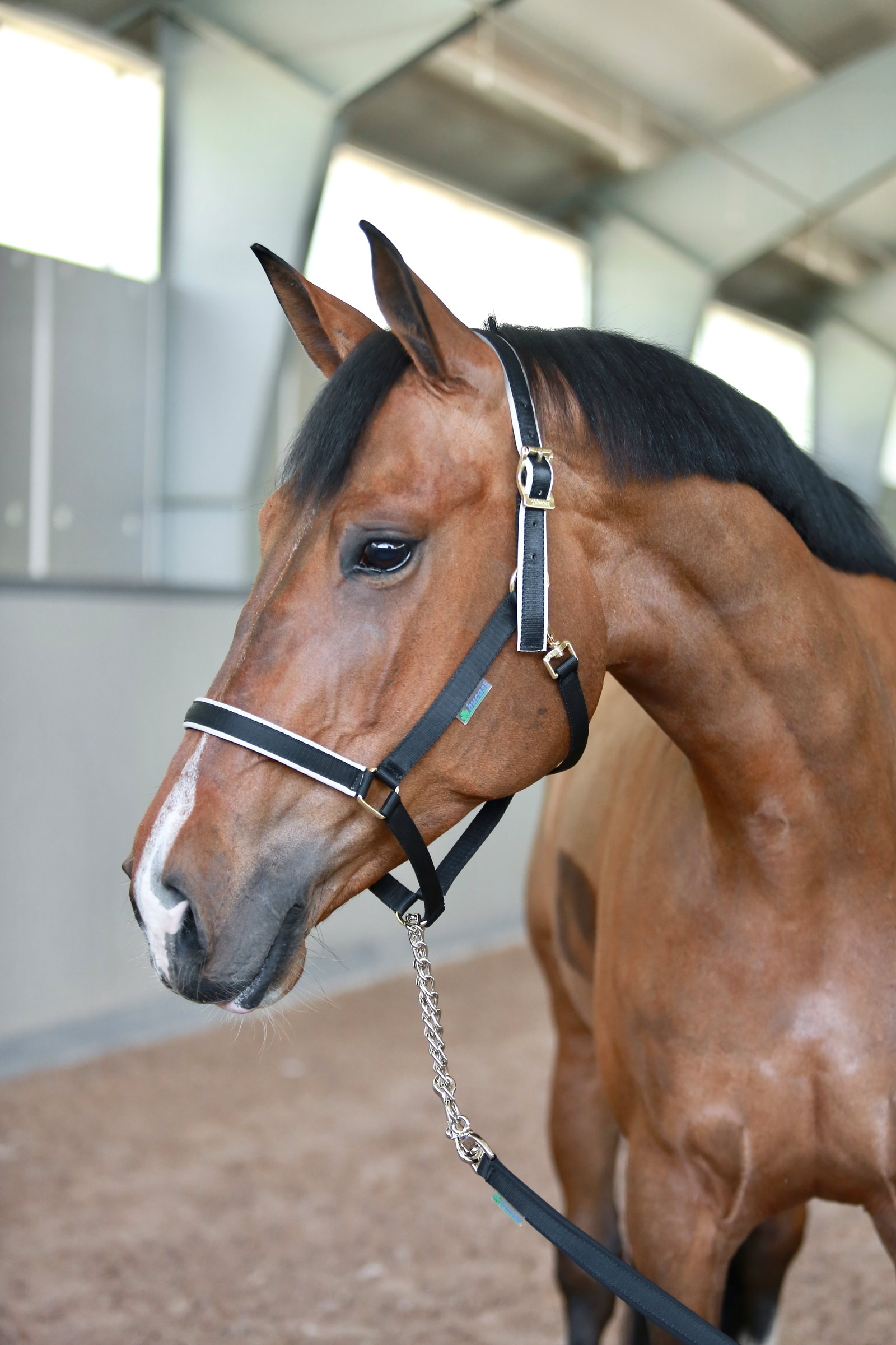 Bucas Stallion Führstrick mit Kette