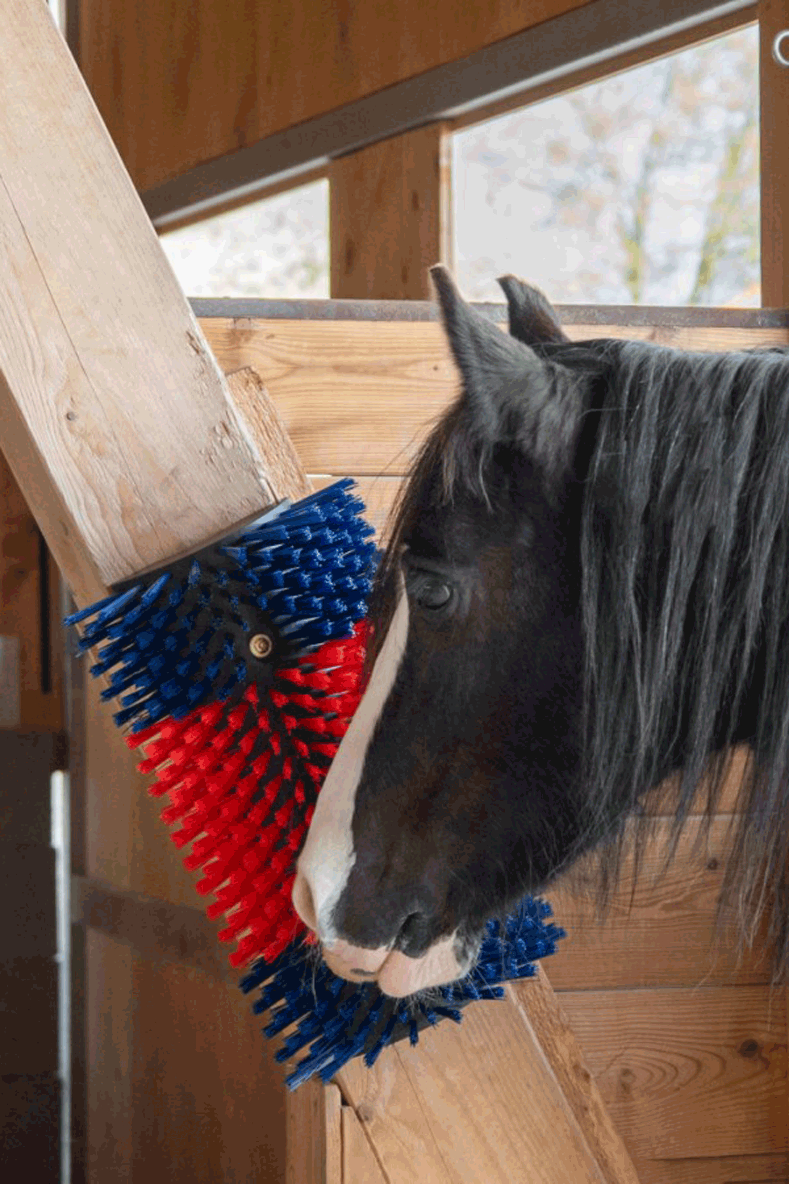 Kerbl XL Kratzbürste, rund