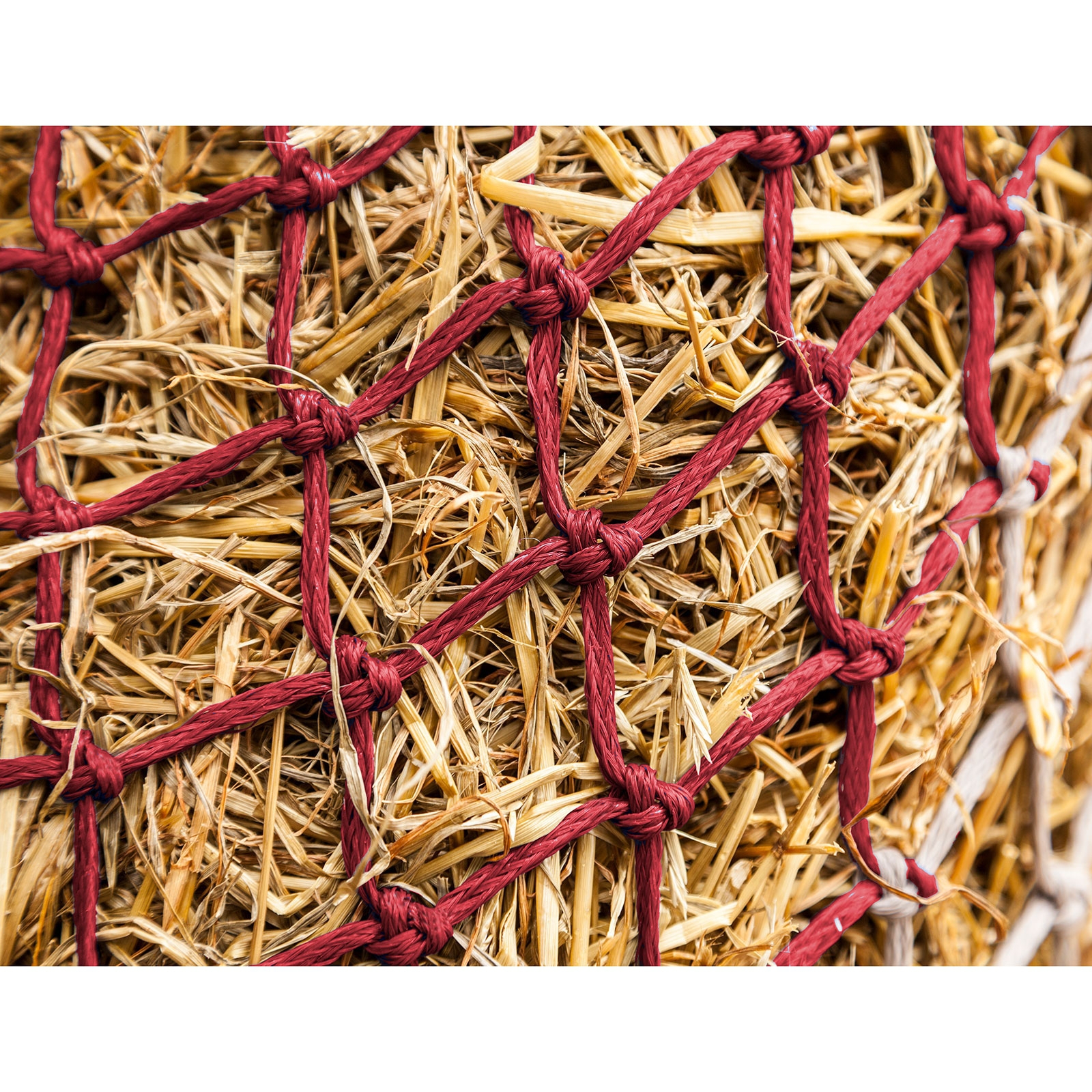 Dark Red/Off-white LeMieux Hippo Heunetz