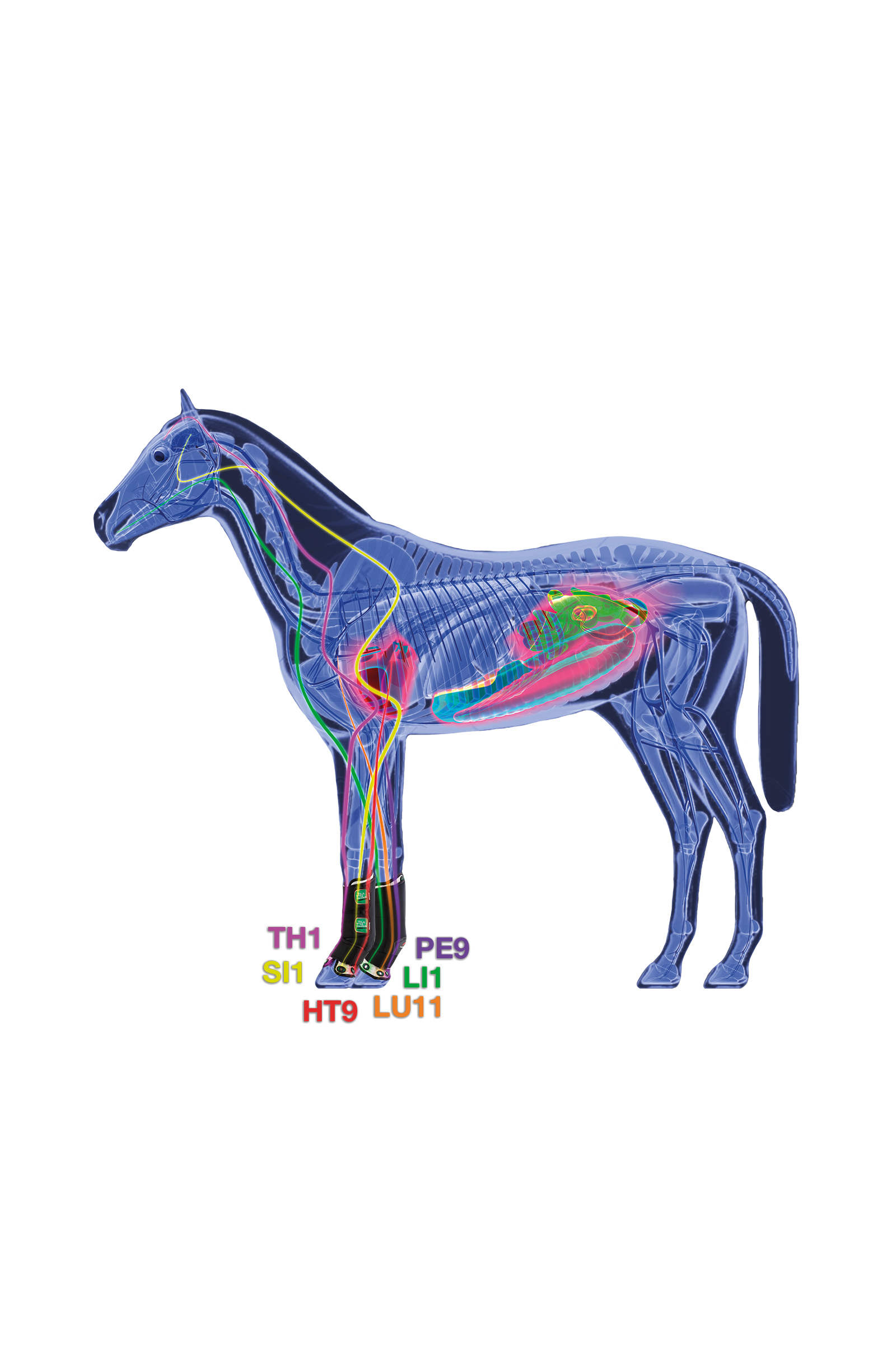 Zandona Therapeutic Wellness Support Boot Air Magnetgemaschen, vorne