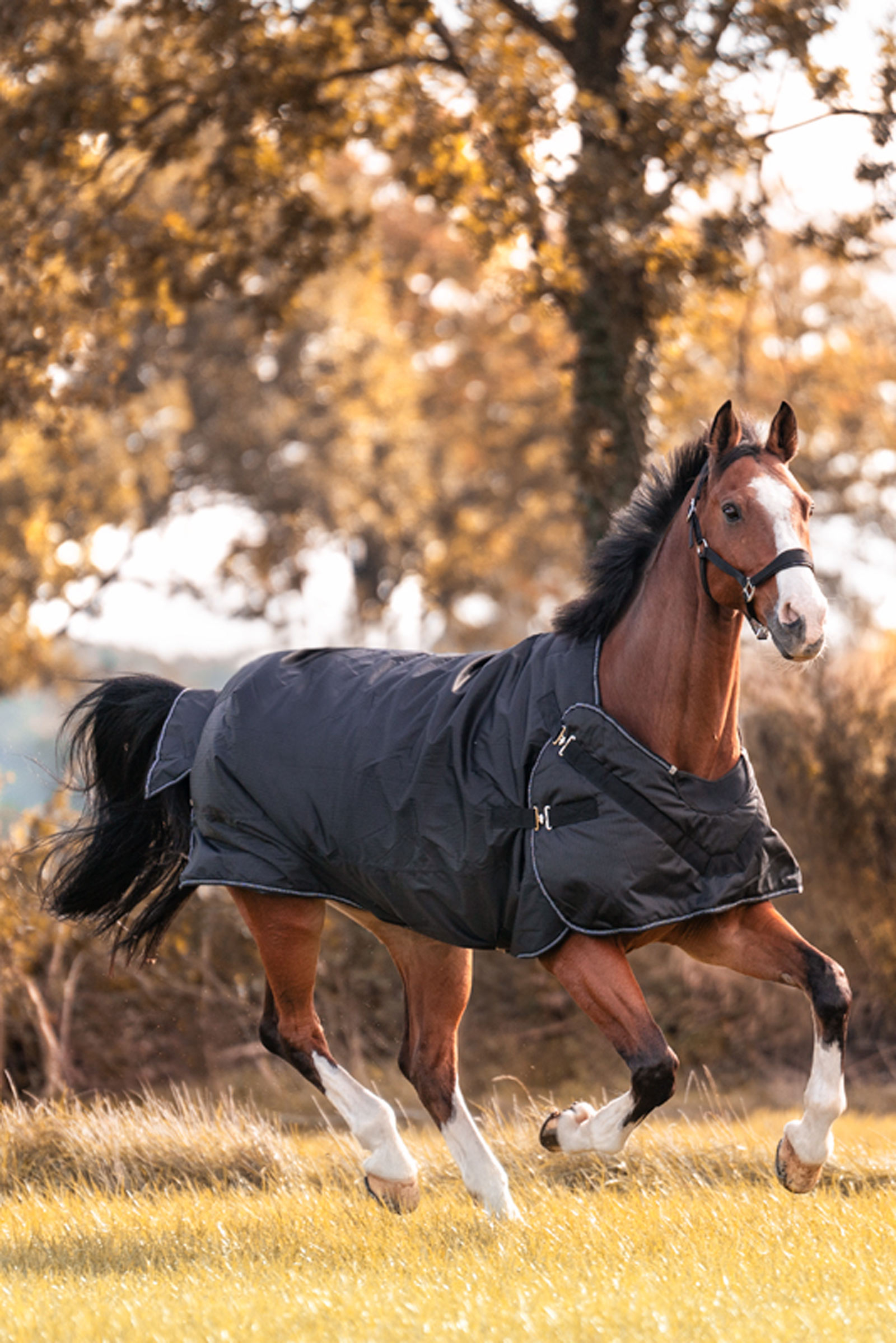 Kavalkade Halifax 2in1 Weidedecke und Führanlagendecke 200g