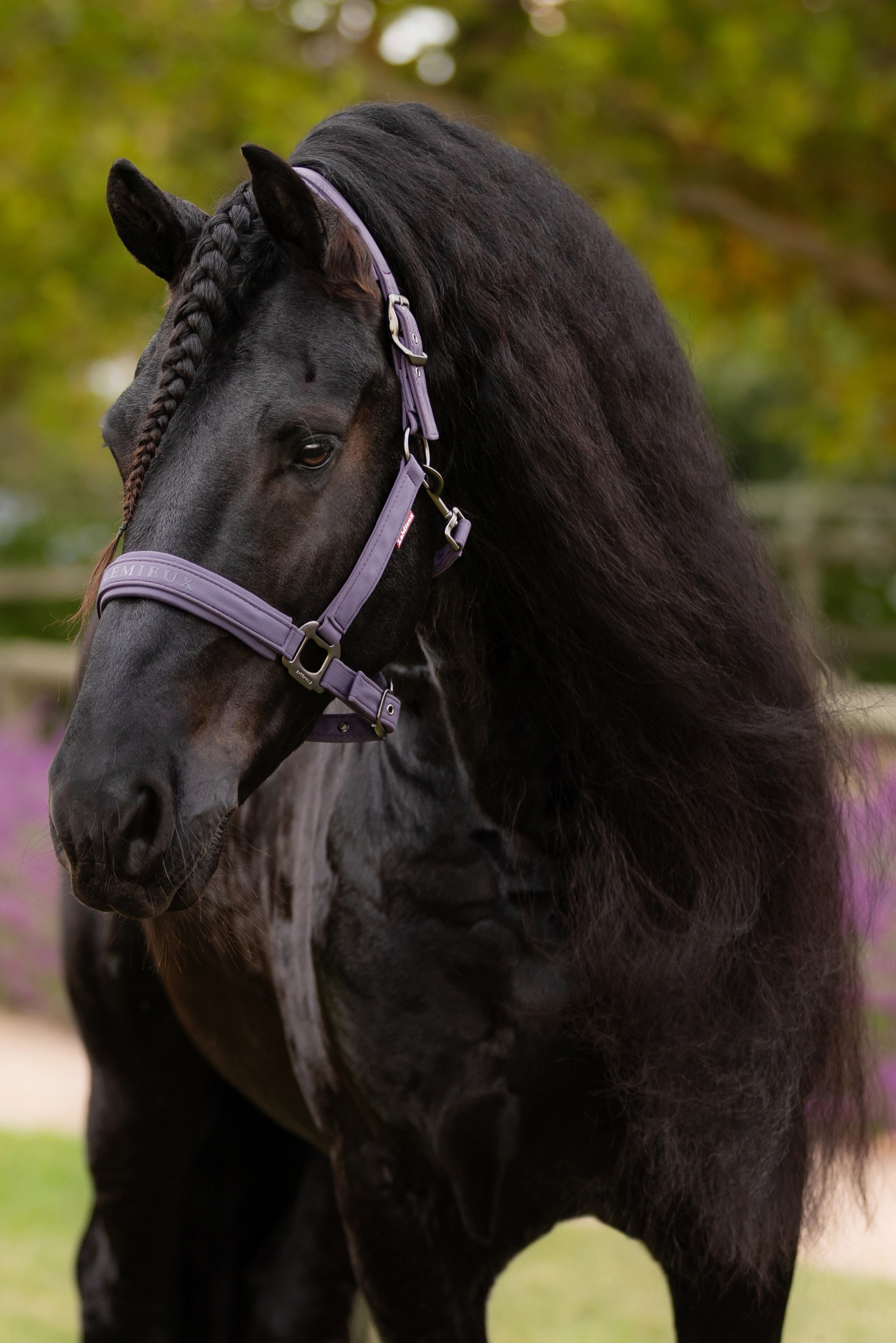 LeMieux Essence Halfter