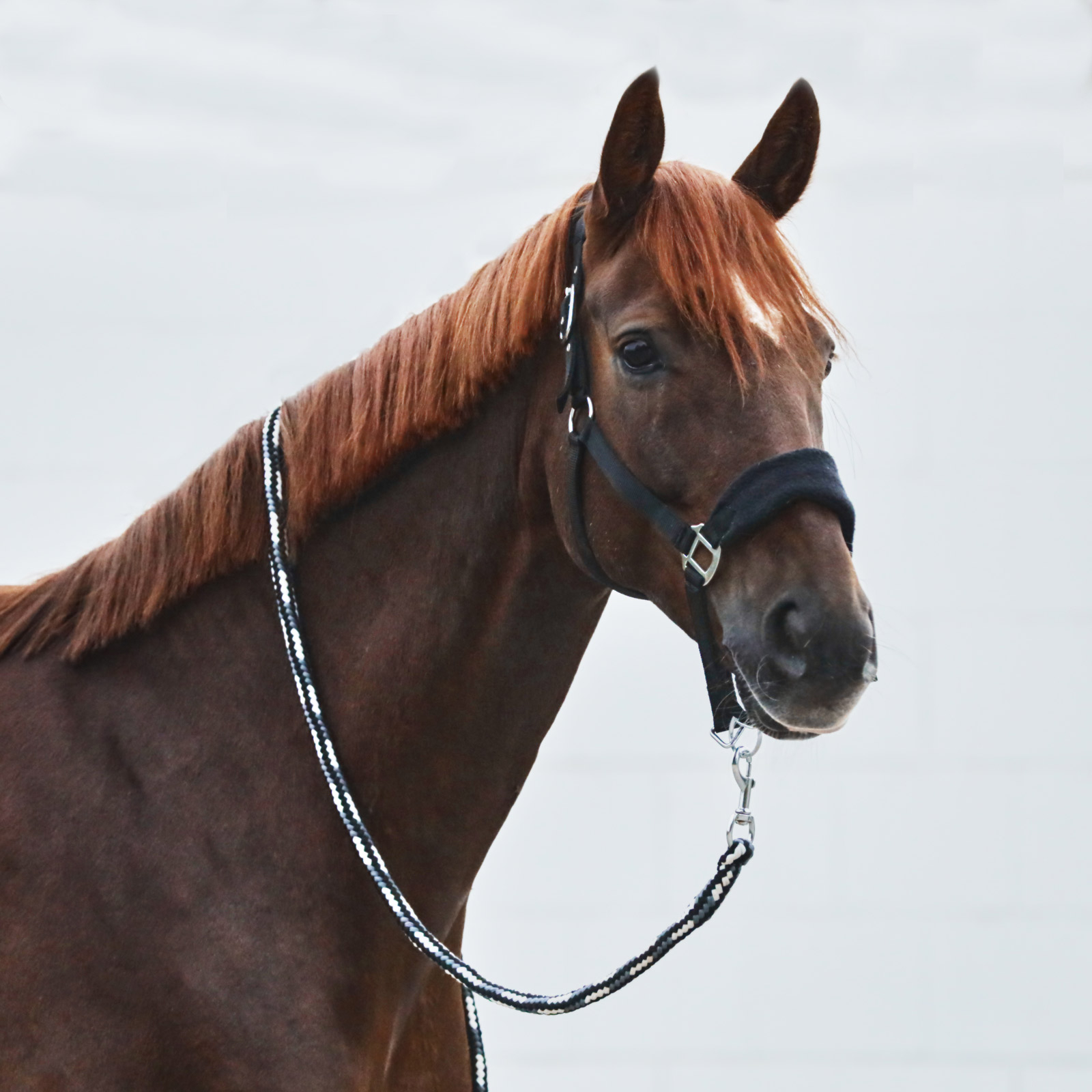 Horze Kiel Führstrick