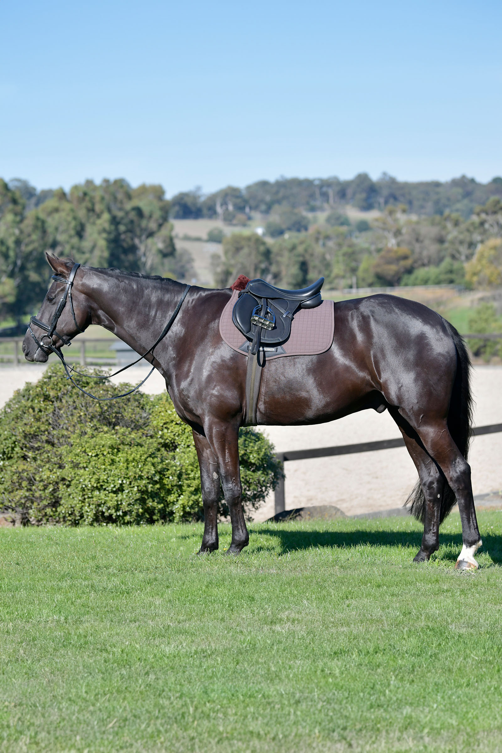 Weatherbeeta Prime Comfy Fleece Vielseitigkeitsschabracke