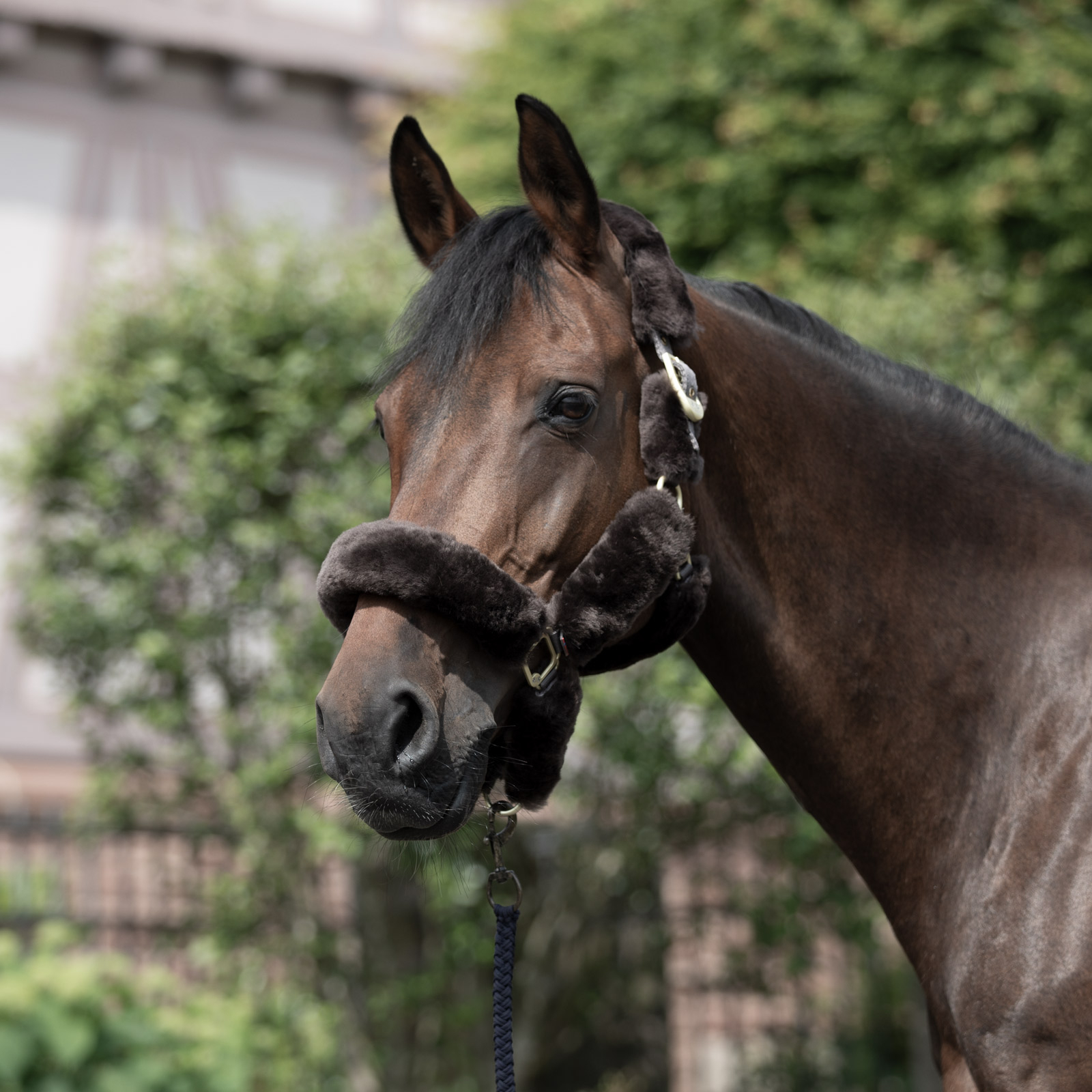 B Vertigo Tremblant Halfter mit Lammfell