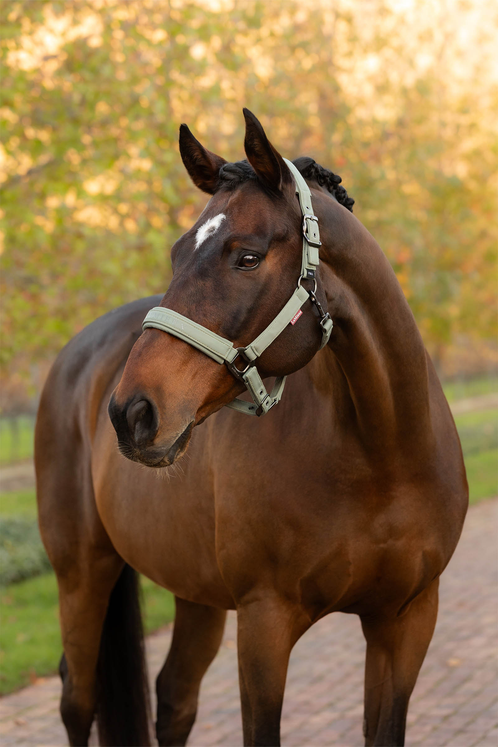 LeMieux Essence Halfter