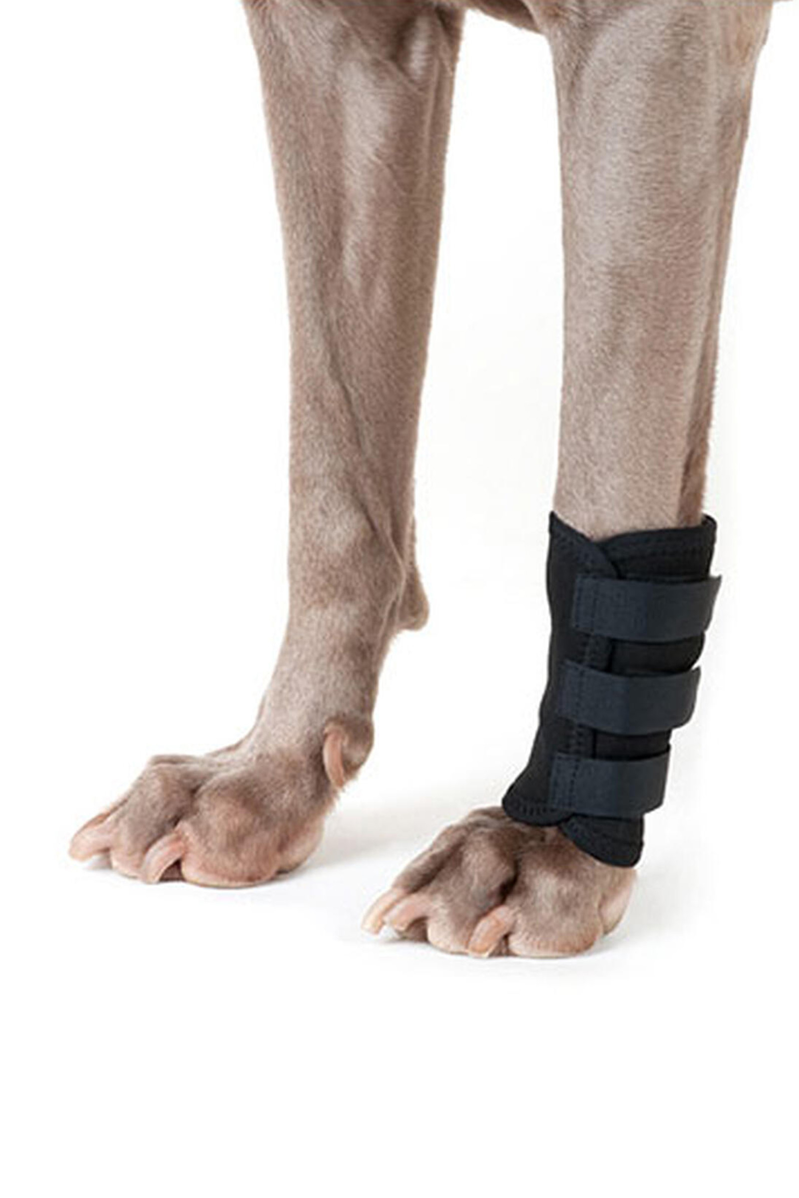 Back on Track Bandage f&uuml;r Hunde (1 St&uuml;ck)