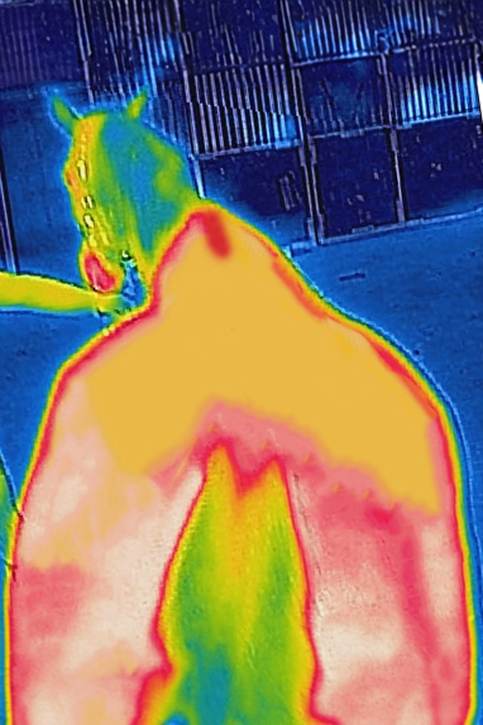 Bucas Therapy Weidedecke, 150g