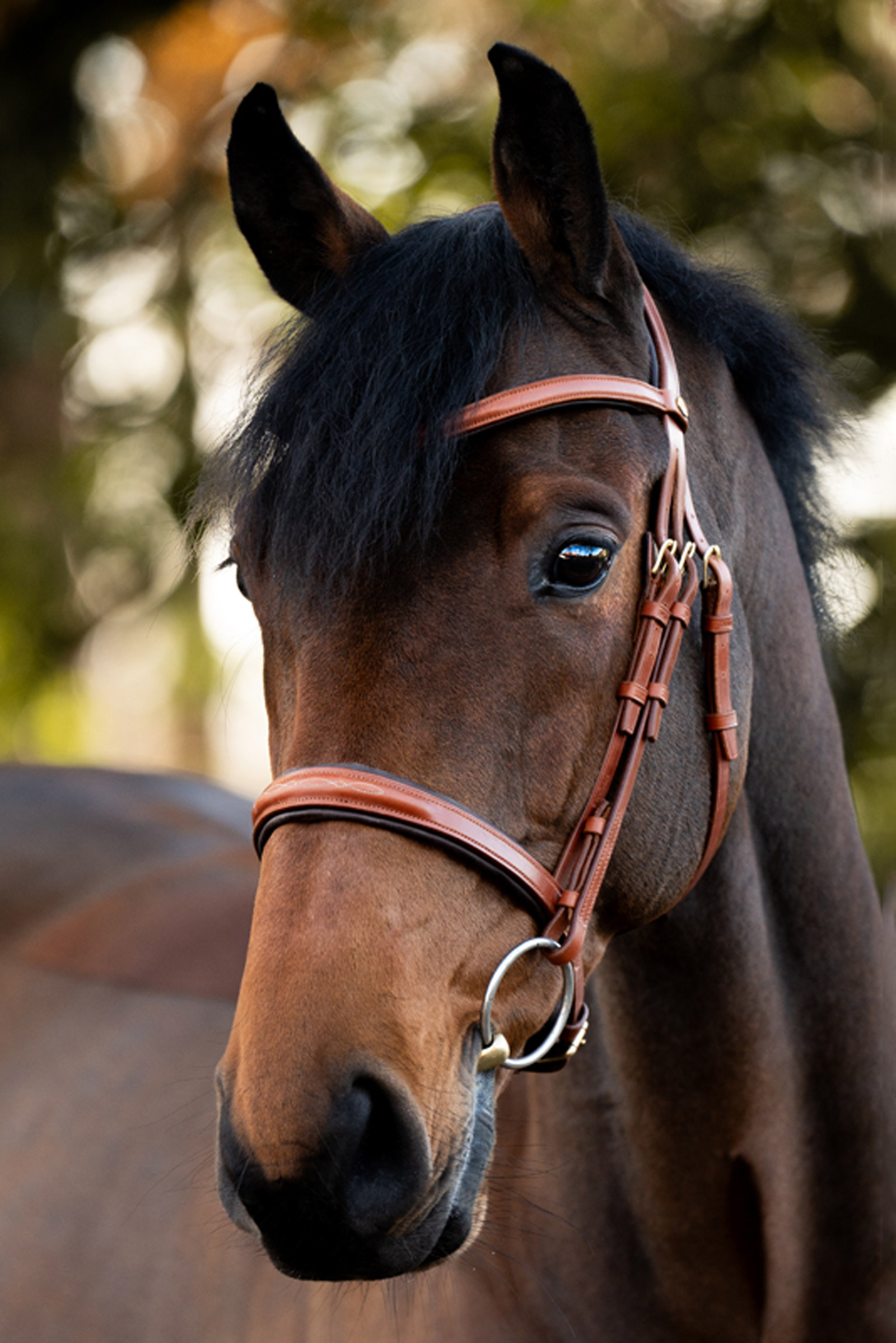 Kavalkade Robin Englische Trense