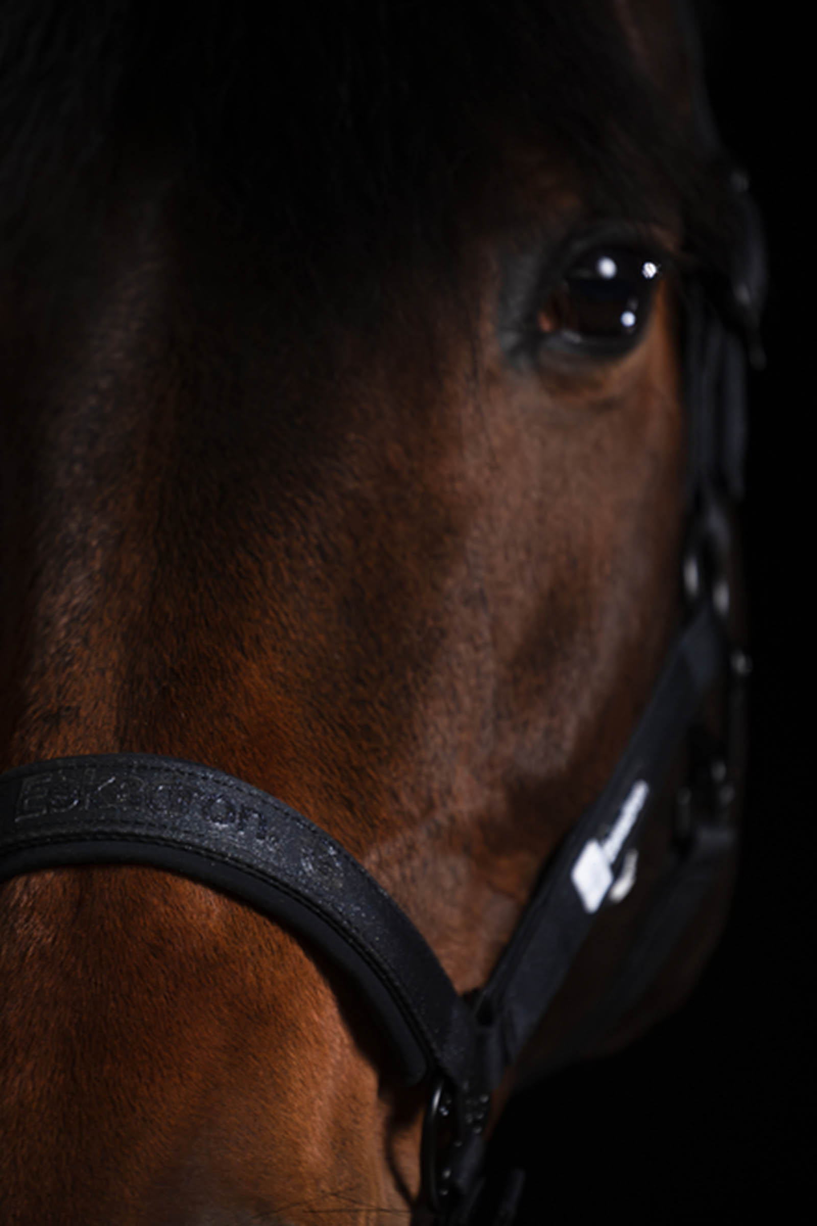 Eskadron Dynamics AW25 Glitzer-Halfter mit Dornschnalle doppelt