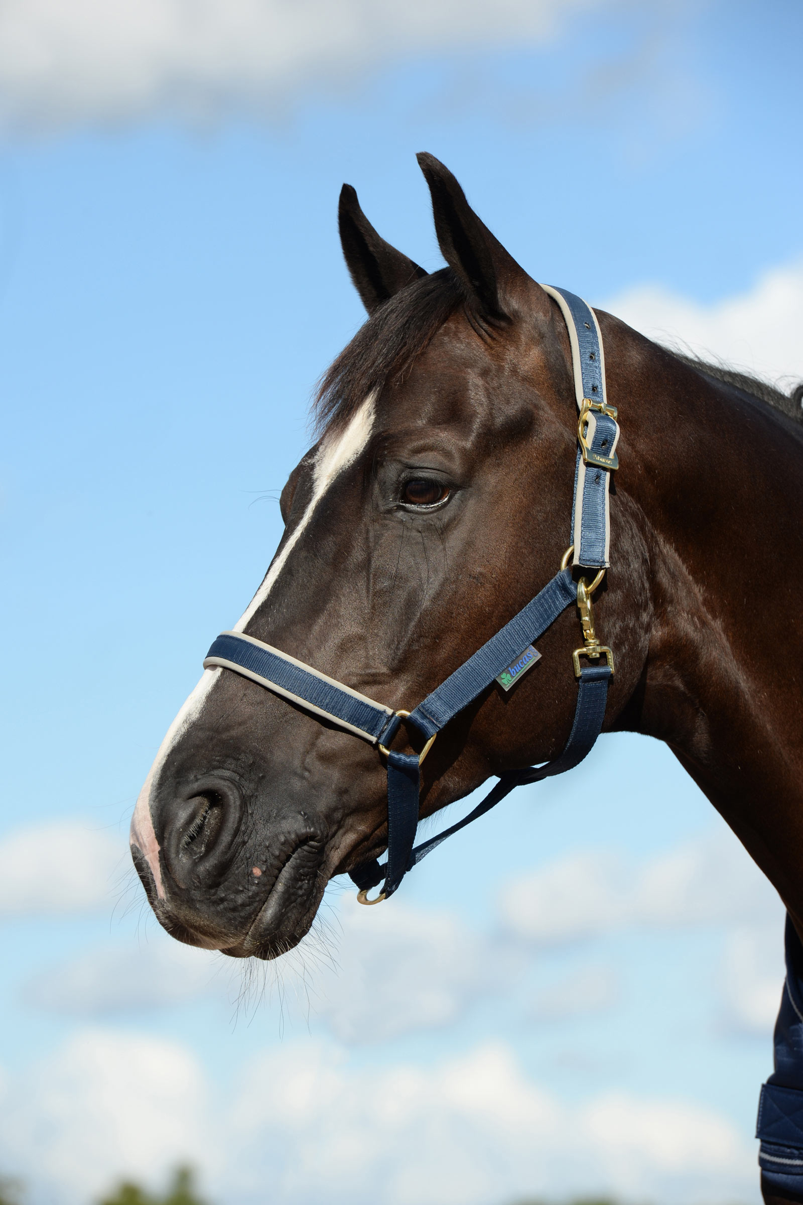 Dark Blue/Silver Bucas Dublin Gepolstertes Halfter