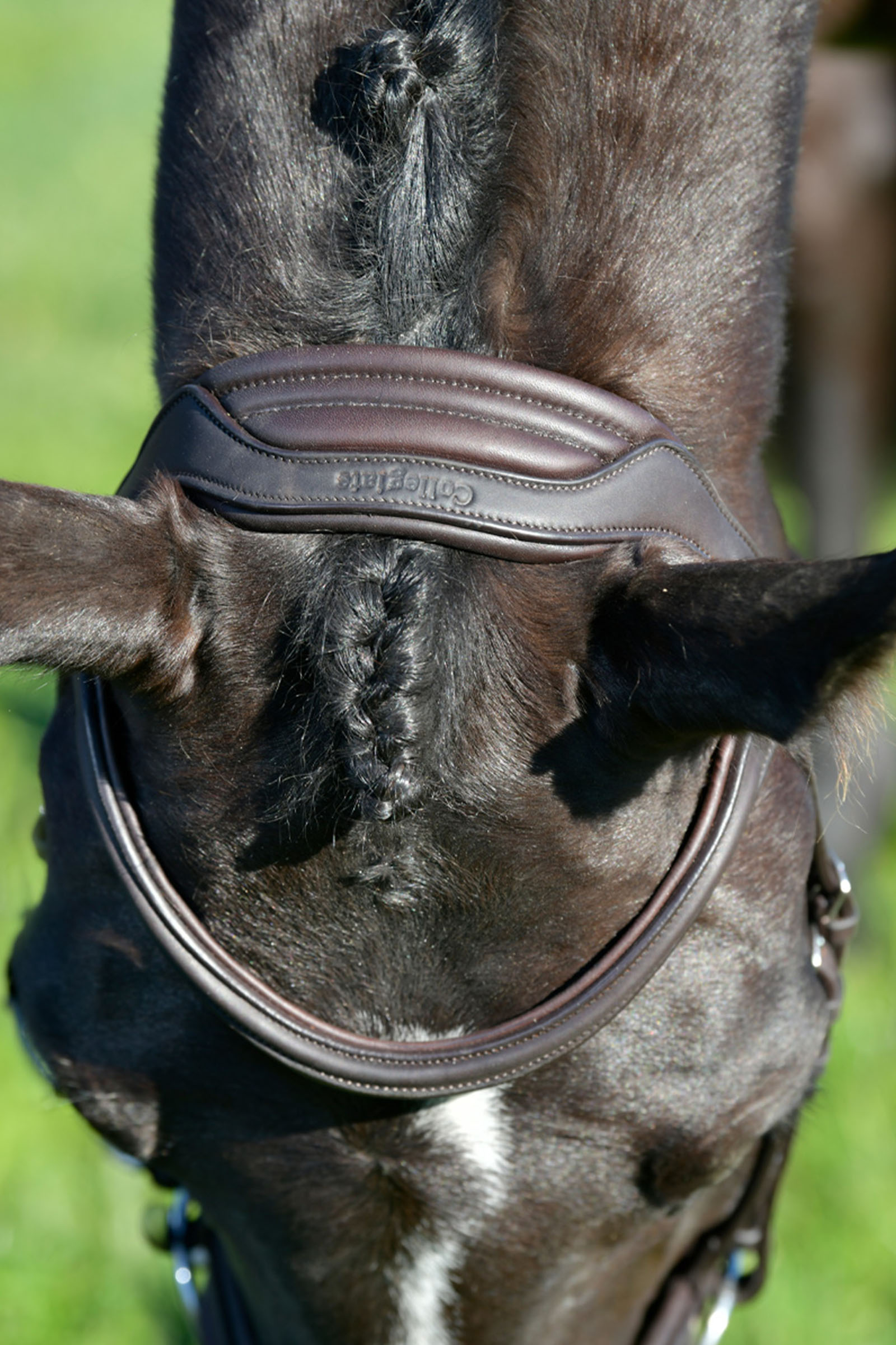 Collegiate Comfitec Opulux schlichte, gepolsterte Trense mit kombiniertem hannoverschem Reithalfter