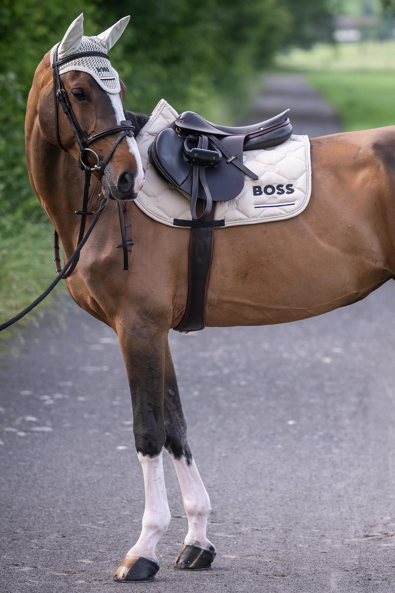 Boss Cheltenham Springschabracke