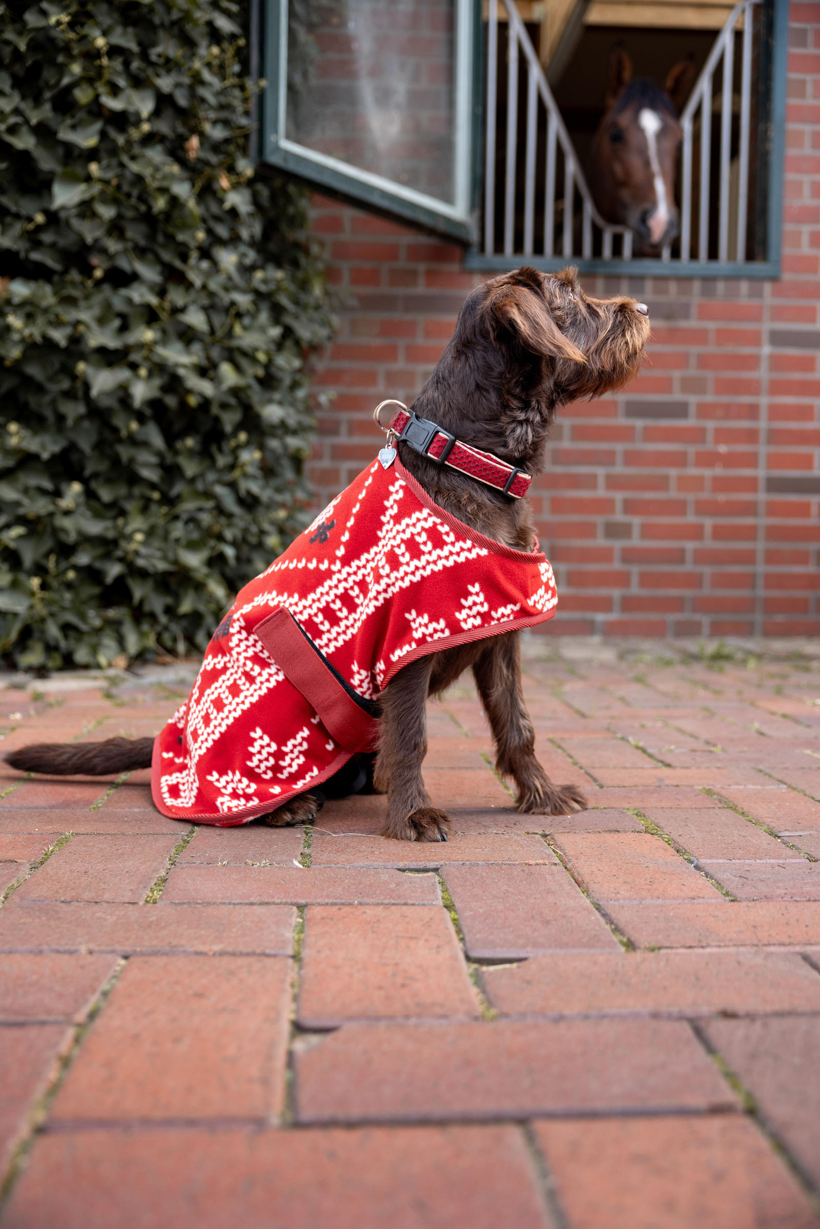 Horze Weihnachts-Hundepullover