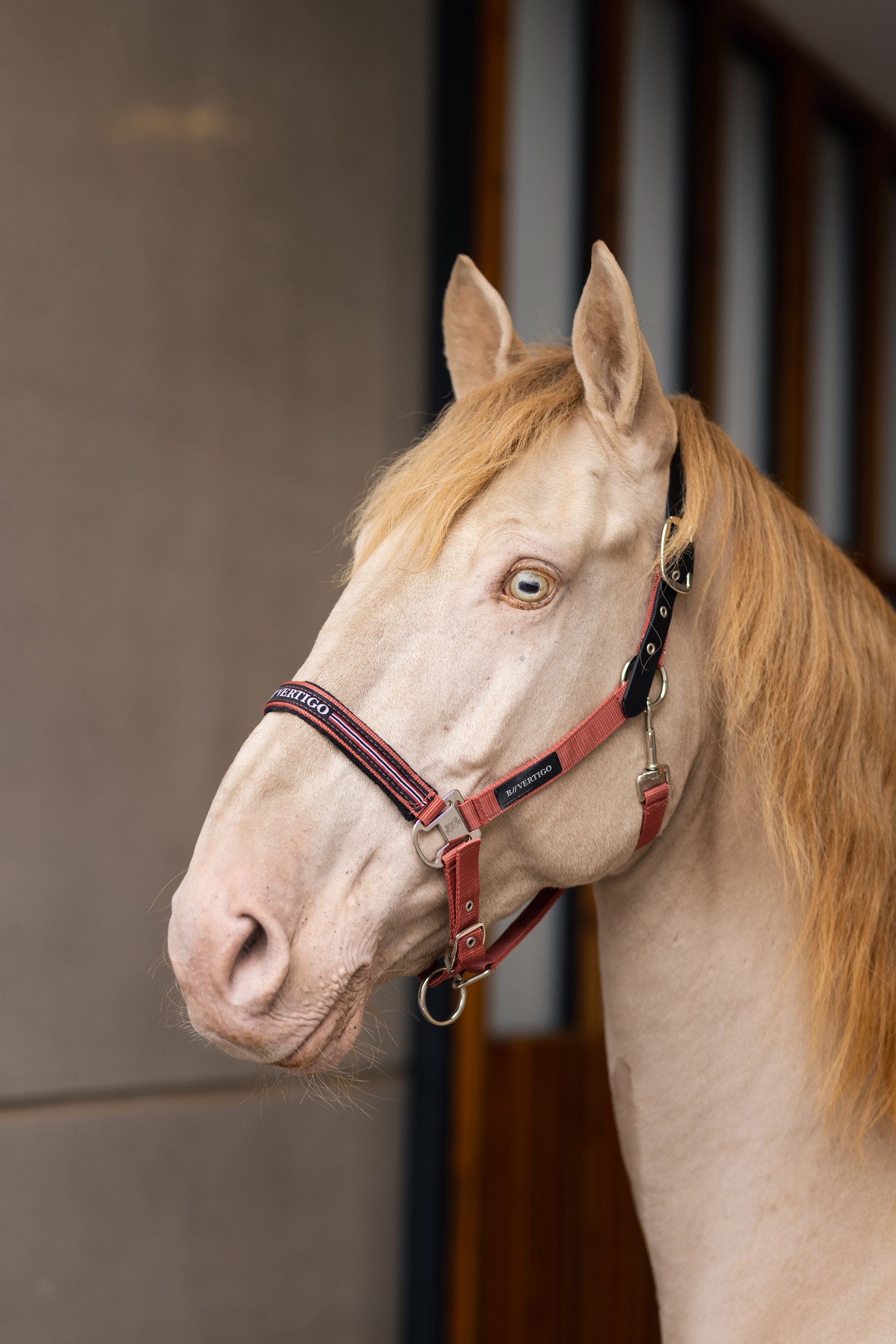 B Vertigo Empowerment Feldsicheres Halfter