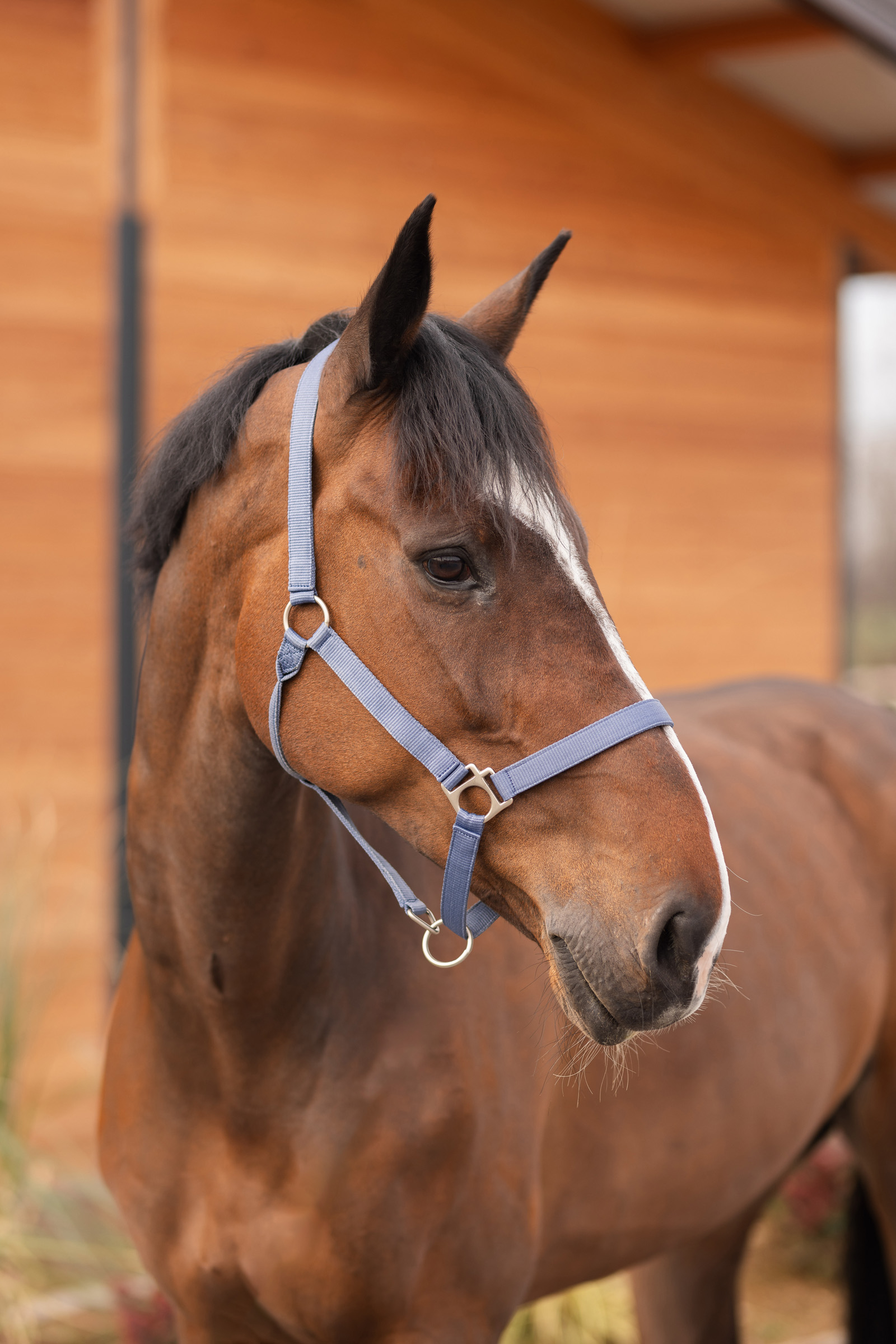 Horze Rose Tonique Halfter