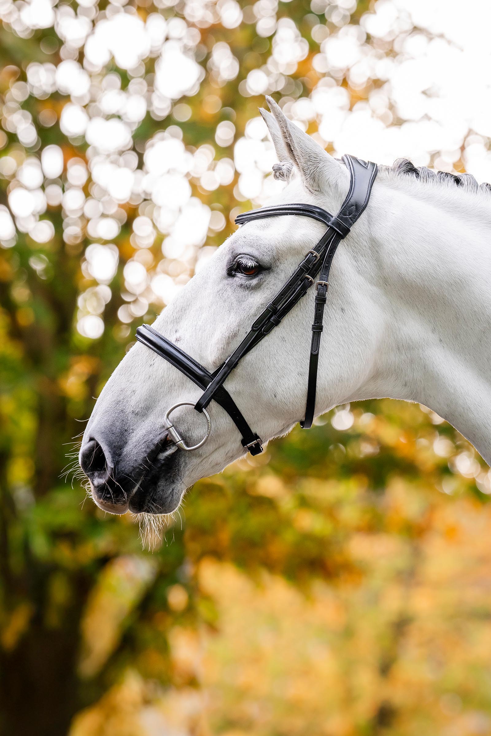 Horseware Cavesson Trense