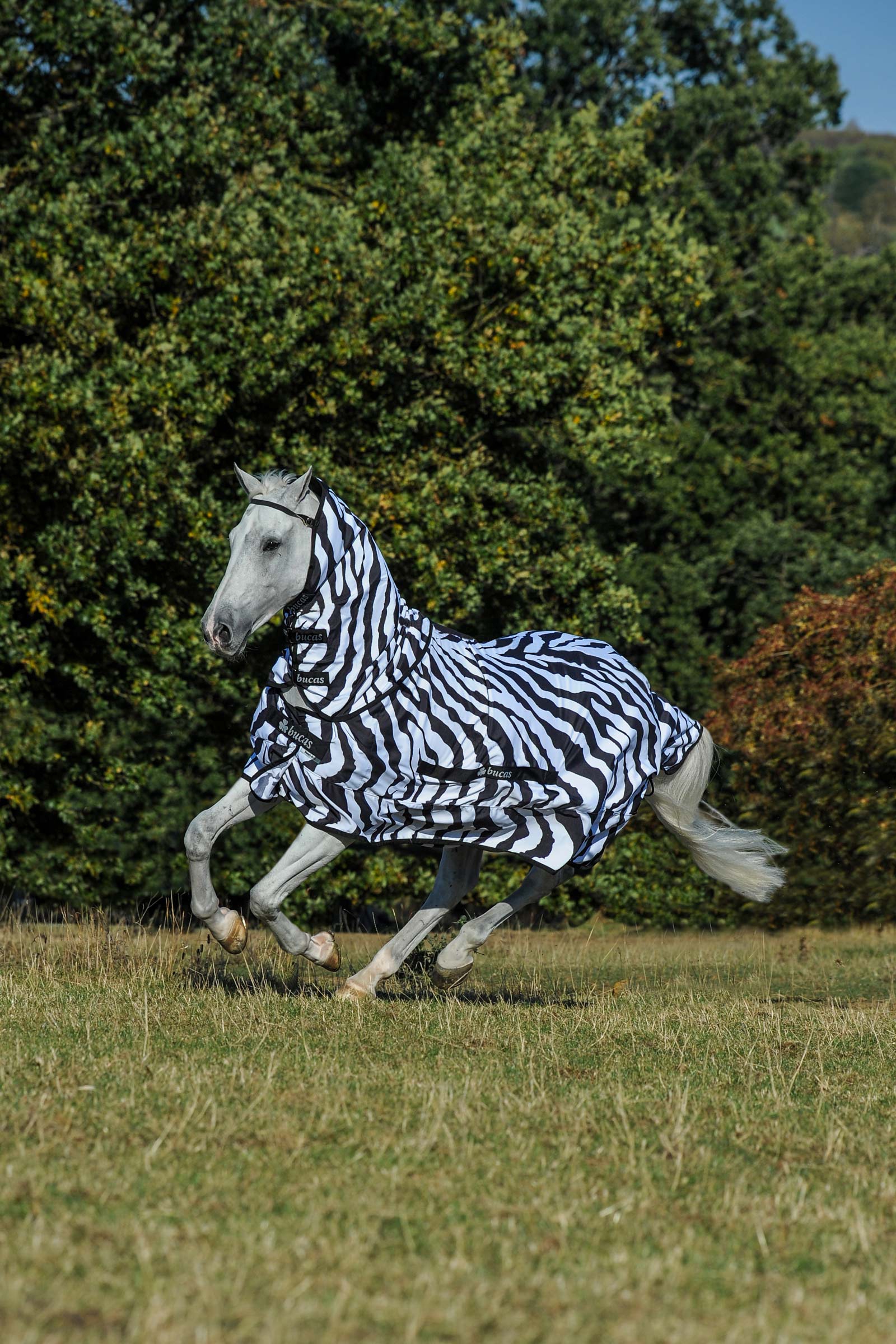 Bucas Sweet-Itch Zebra Ekzemerdecke mit festem Halsteil