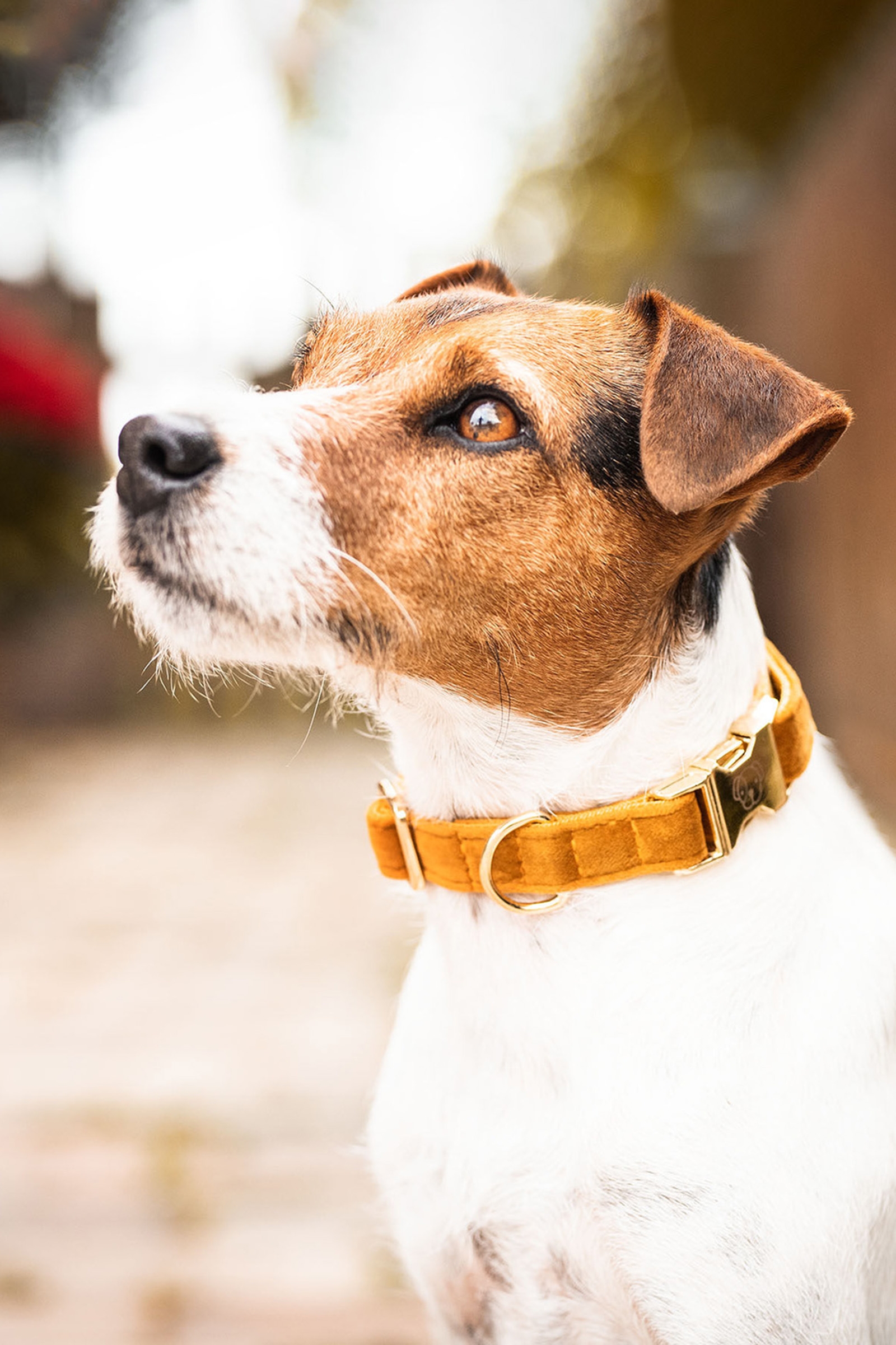 Maize Yellow Kentucky Dogwear Hundehalsband Velvet