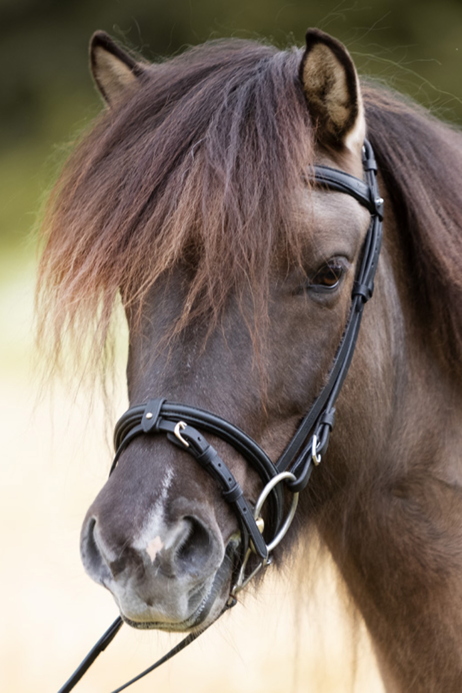 Kavalkade Svartur Englisches Reithalfter für Islandtrense Kjartan