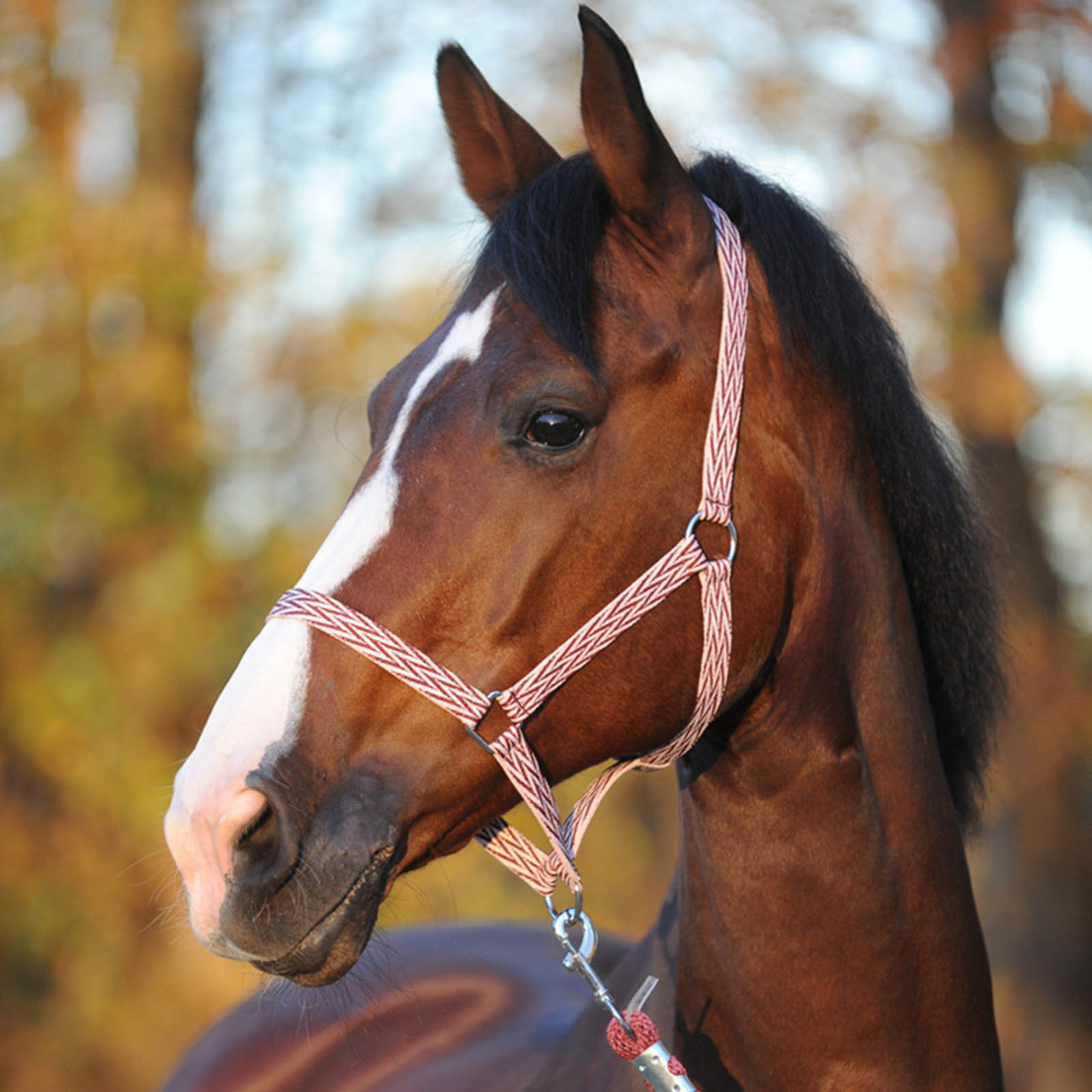 Kavalkade Simple Halfter