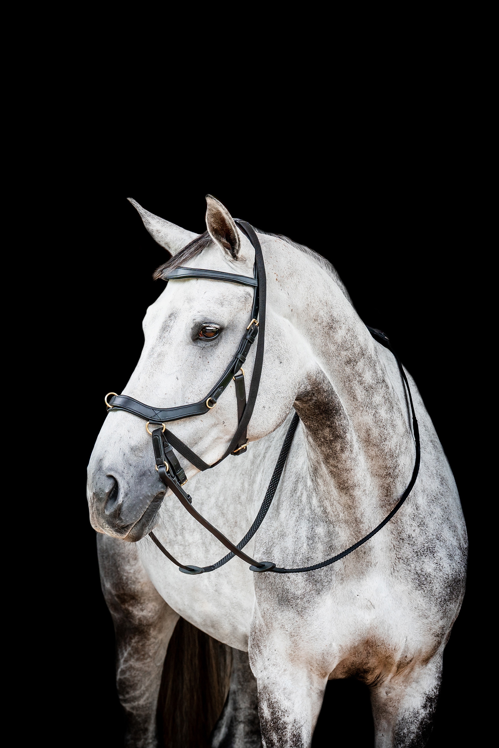 Black Horseware Micklem 2 Multi Trense