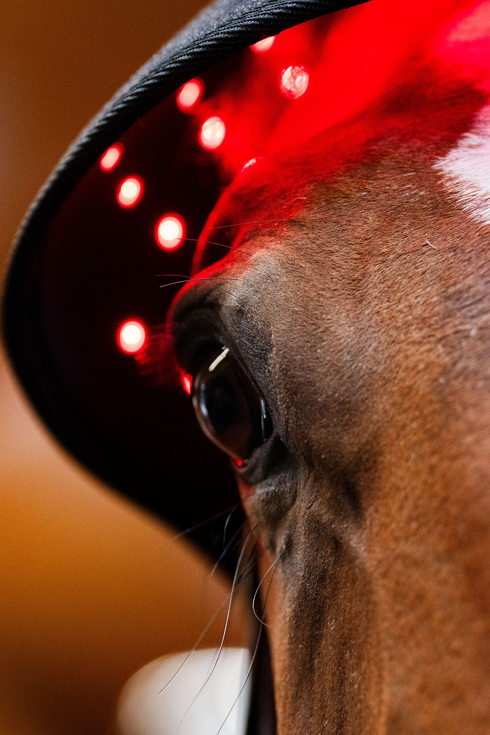 Horseware LED Rotlicht-Therapie Genickhaube