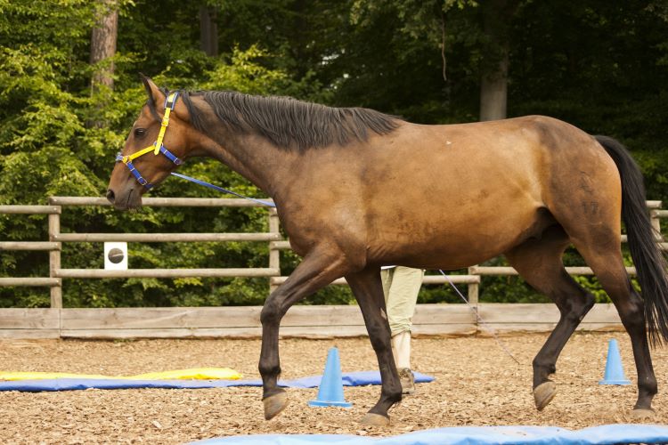 PLongierprogramm Equikinetic Longierprogramm Equikinetic