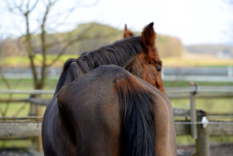 Dünnes Pferd mit Cushing