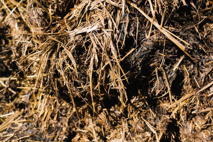 Ammoniakhaltiger Untergrund