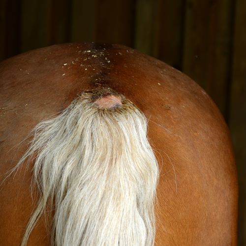 Offene Stelle an der Schweifrübe