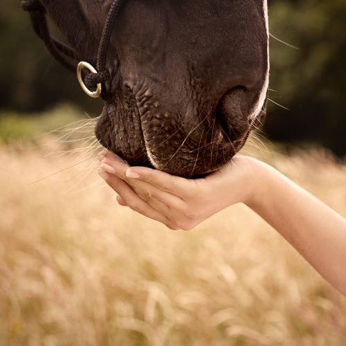 Vertrauen zum Pferd Vertrauen zum Pferd