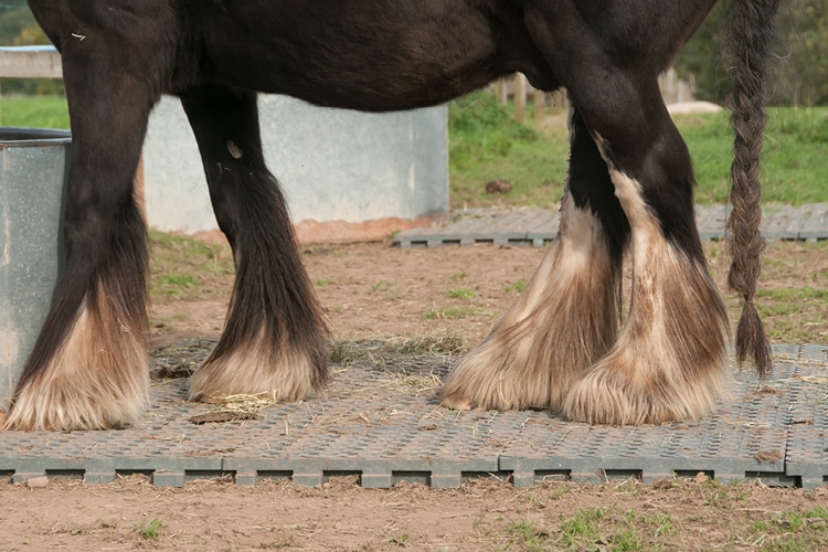 Mauke bei Pferd Mauke bei Pferd