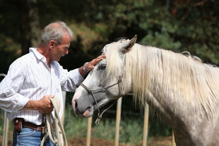 Pferd steicheln Pferd streicheln