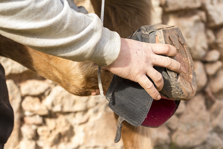 Wie ziehe ich einen Hufschuh an Wie ziehe ich einen Hufschuh an