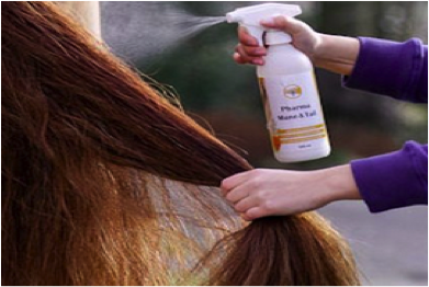 Styling für das Pferd Styling für das Pferd