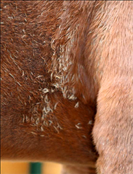 Fell des Pferdes pflegen